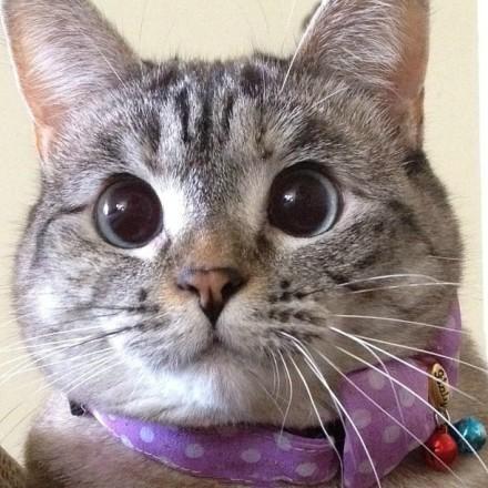 Nala戴着紫色项圈呆萌表情