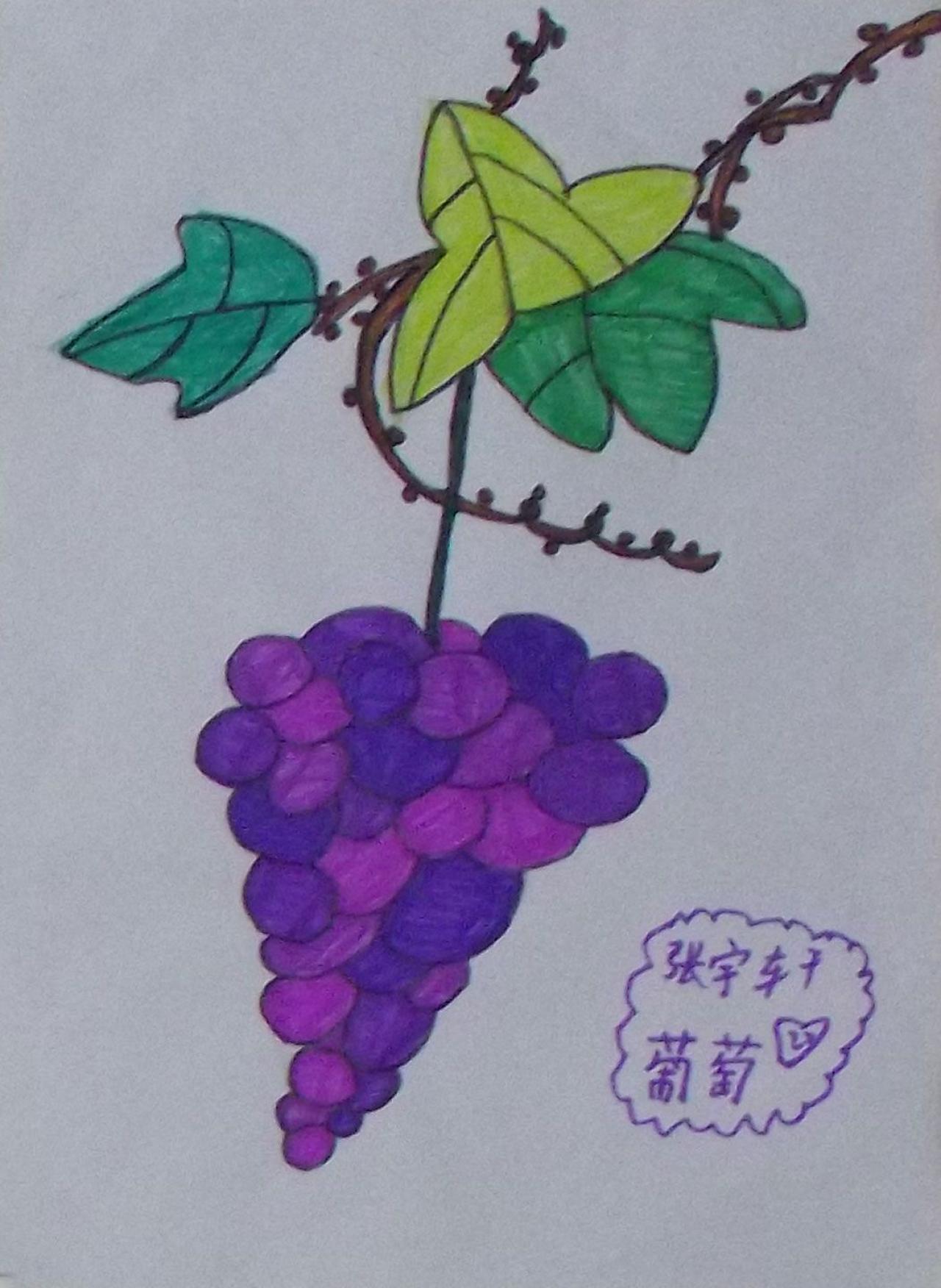 葡萄 张宇轩画