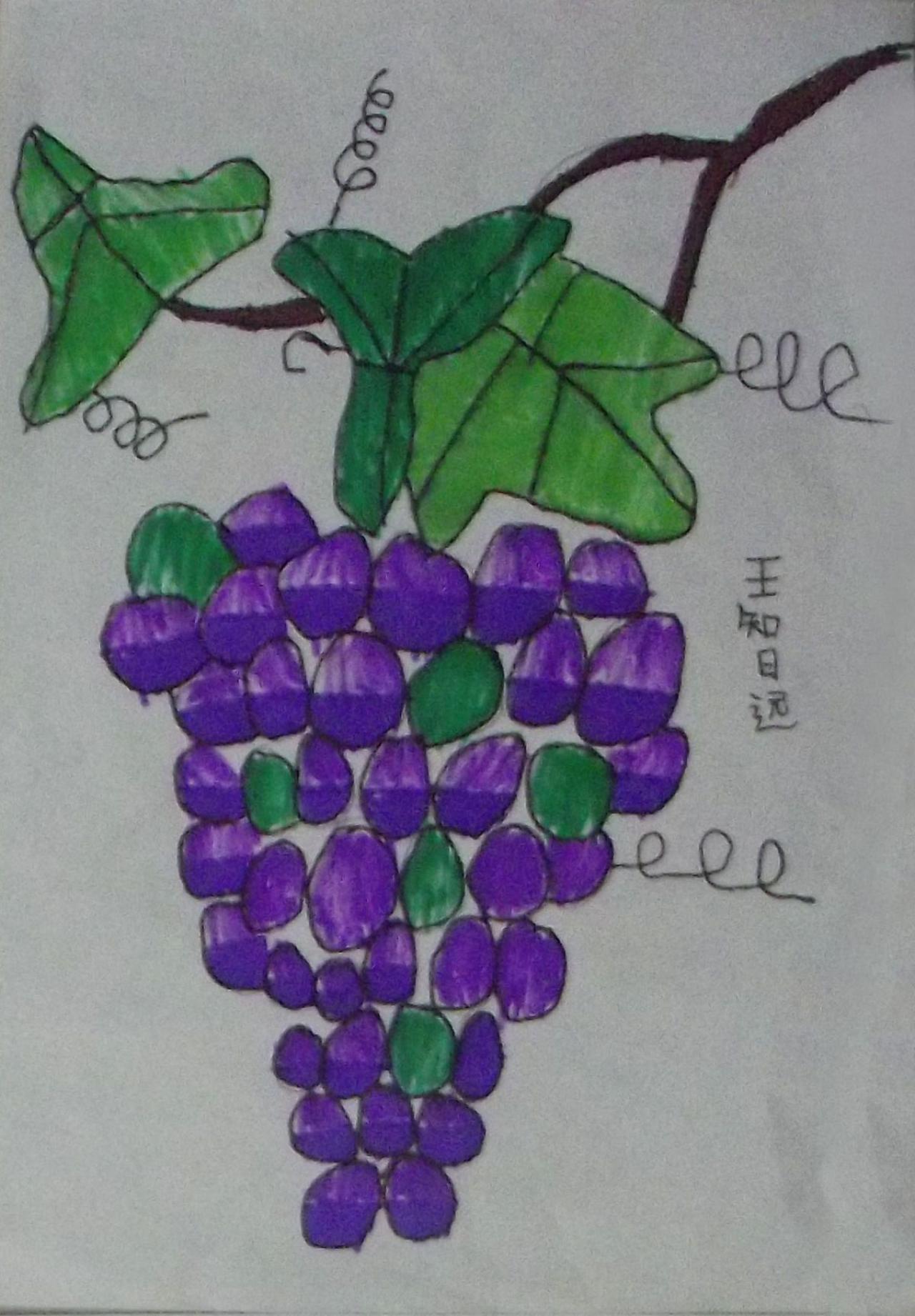 葡萄 王智远画