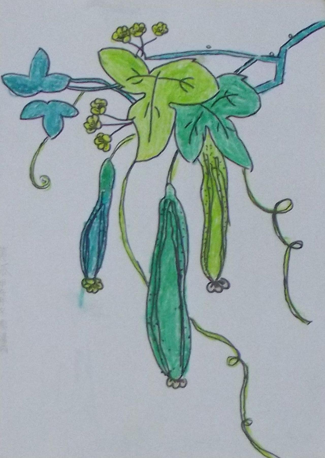 黄瓜 曹潇画