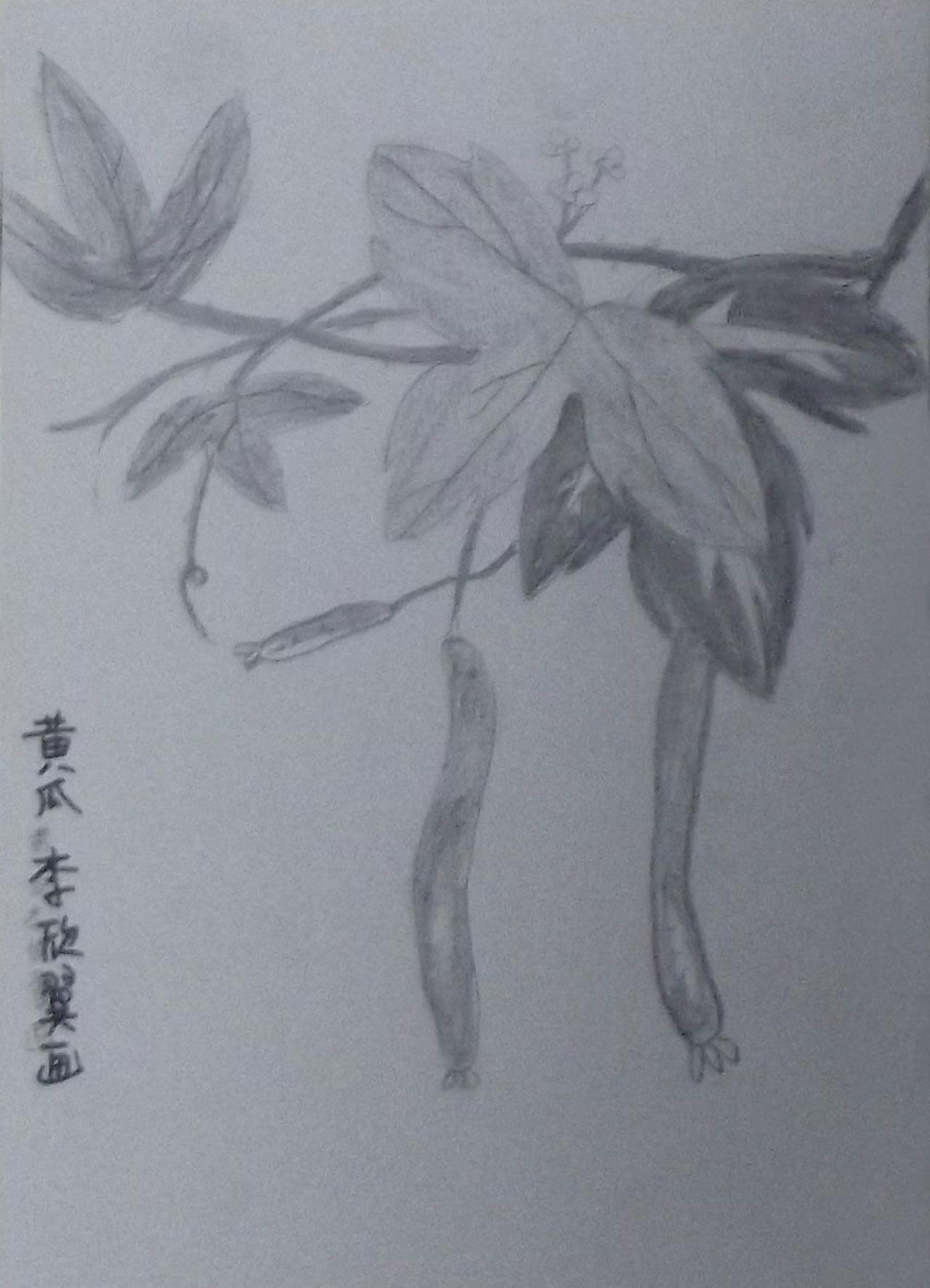 黄瓜 李欣翼画