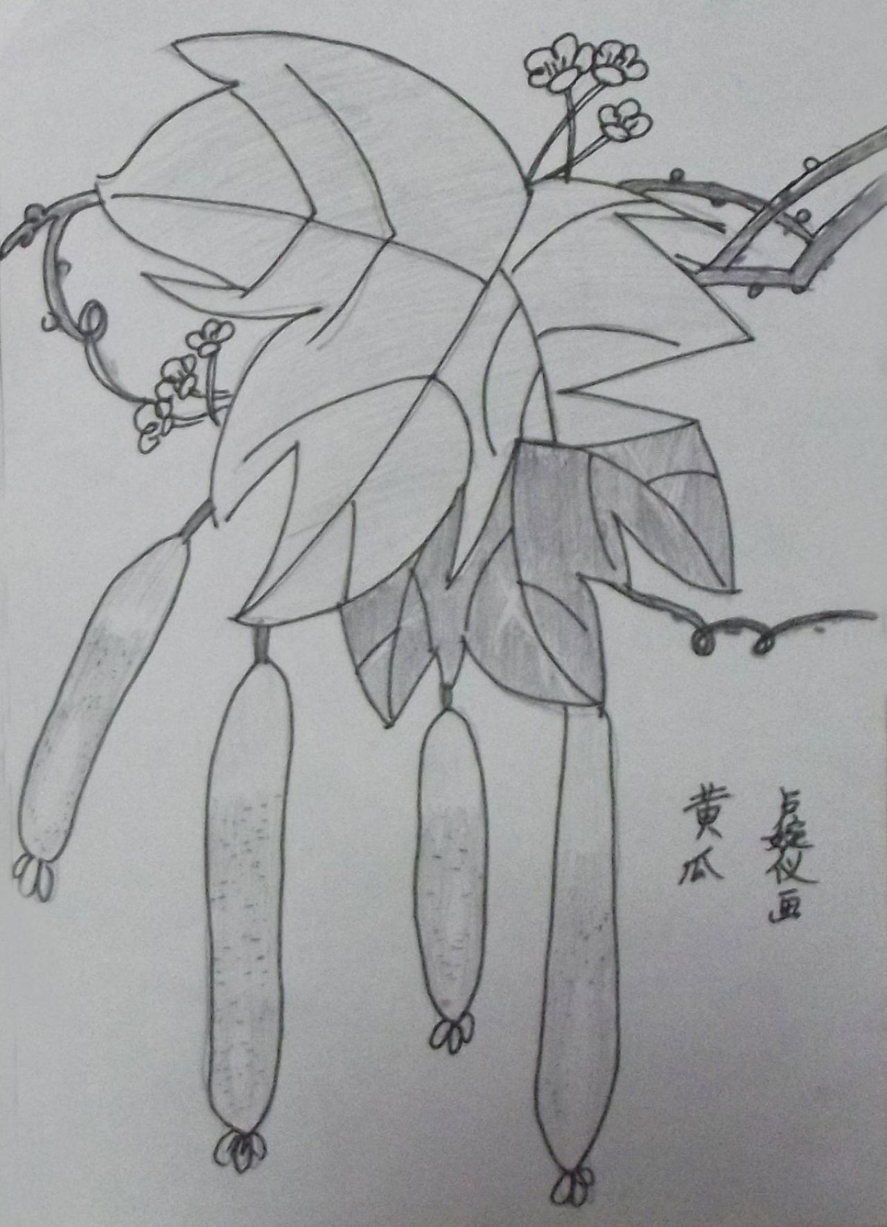 黄瓜 卢婉仪画