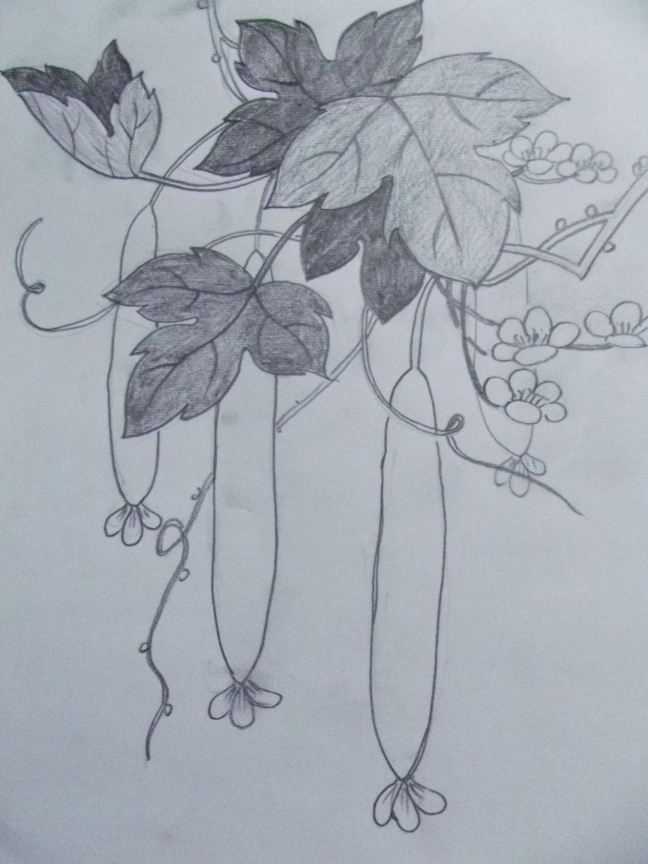 第三步，画叶子