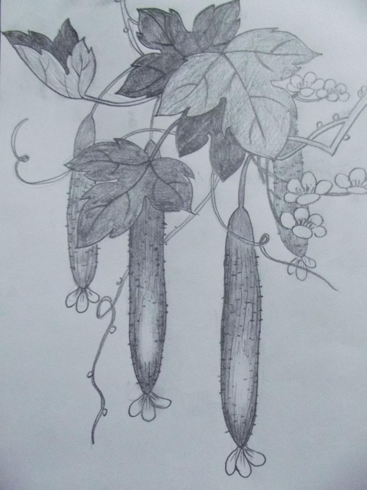 第四步，画黄瓜