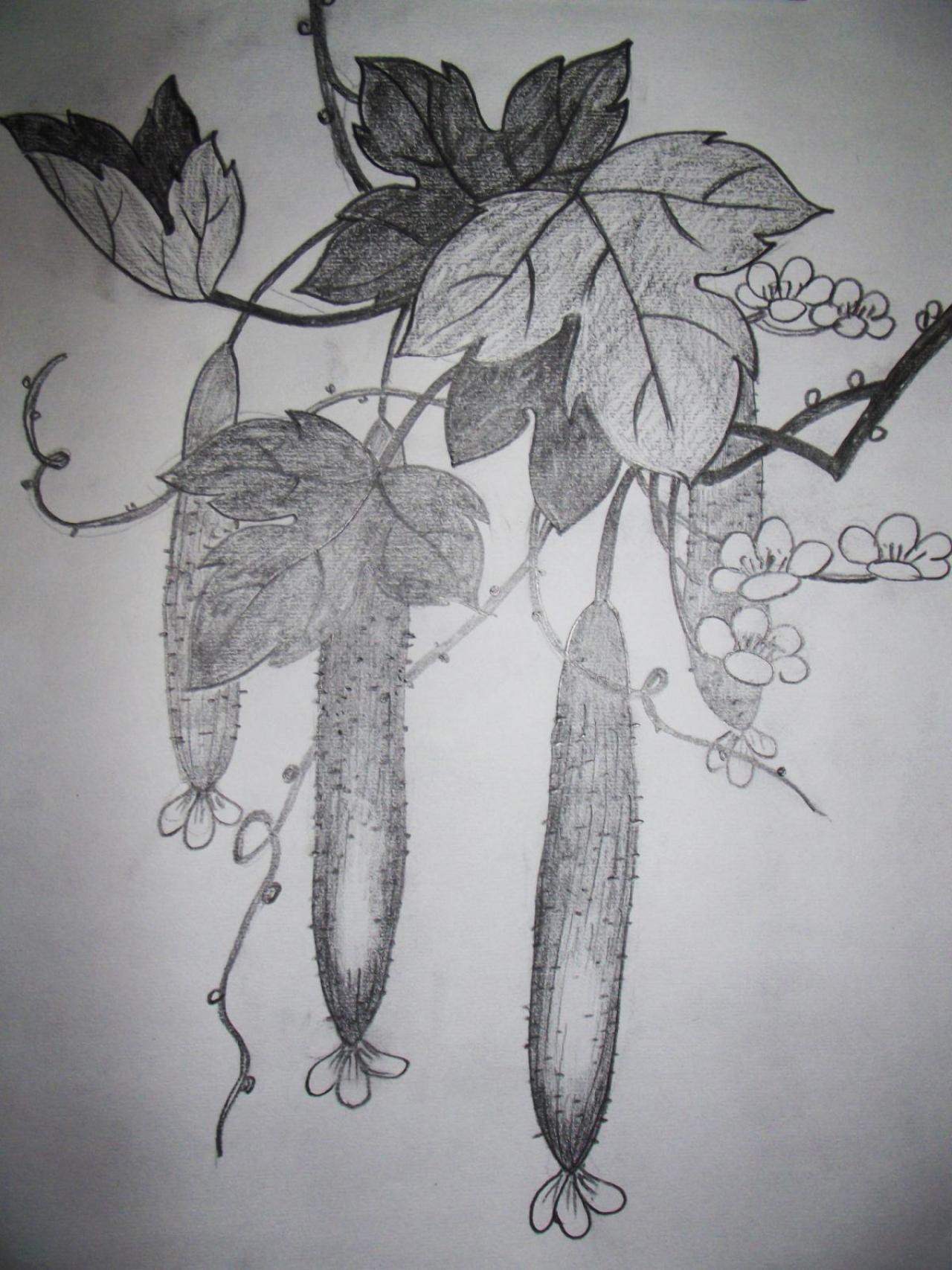 第五步，画藤蔓