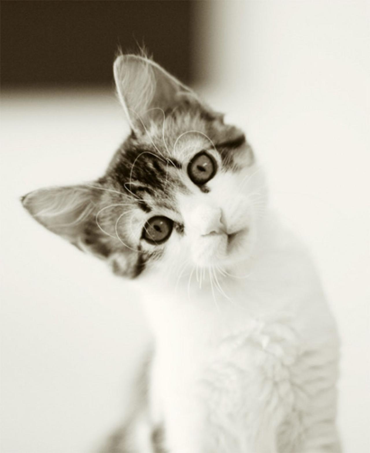 歪着脖子看人的小猫咪 来自：urbanfragment.wordpress.com