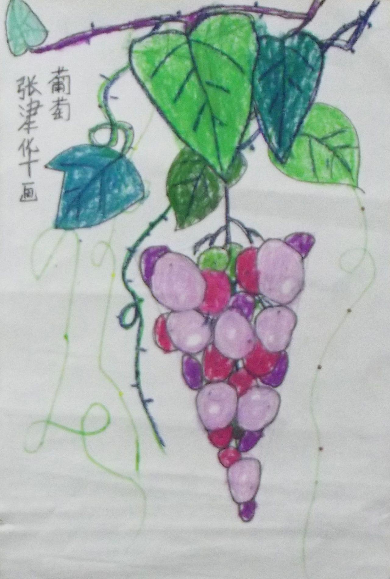 葡萄 张津华画
