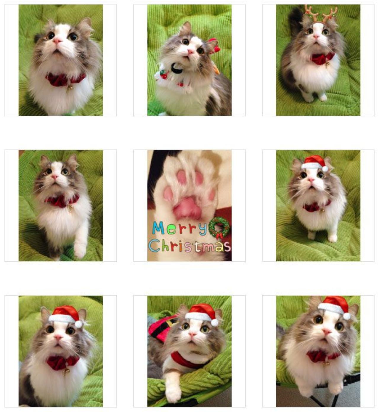 猫咪招财的圣诞节头像 预览图