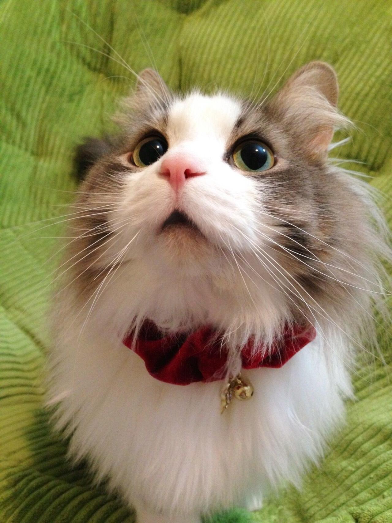 猫咪招财抬头秀新领结上的小铃铛头像