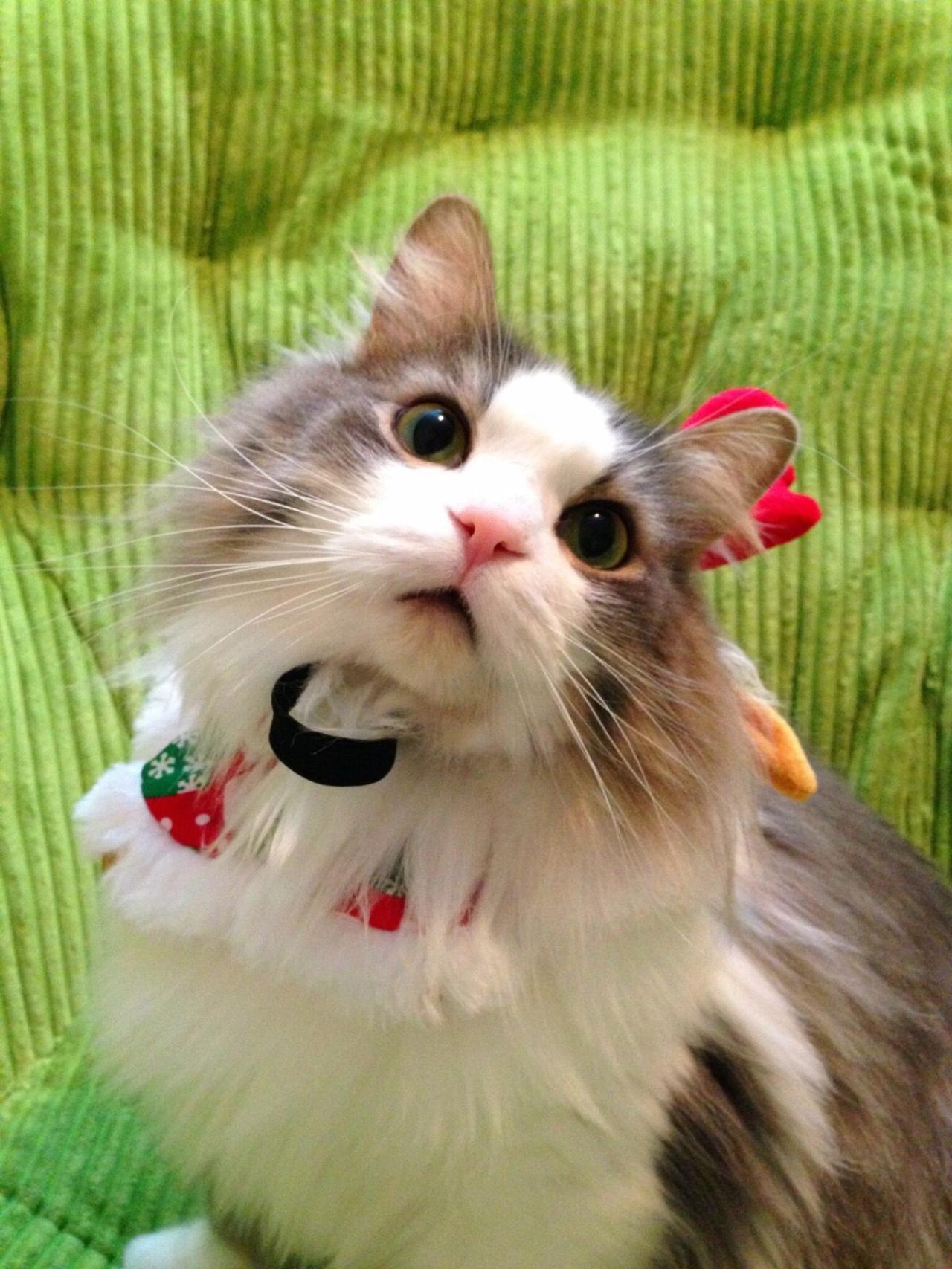 猫咪招财歪脖头像