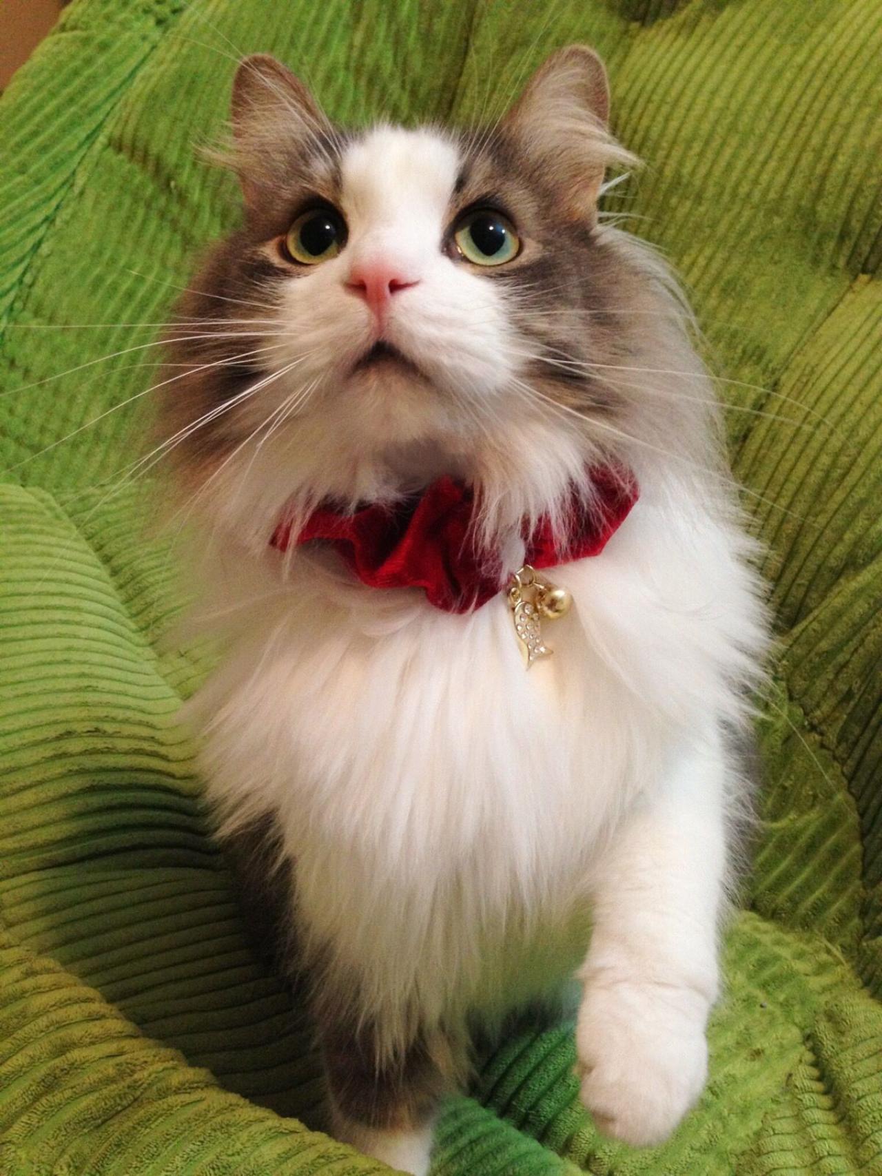 猫咪招财伸爪头像