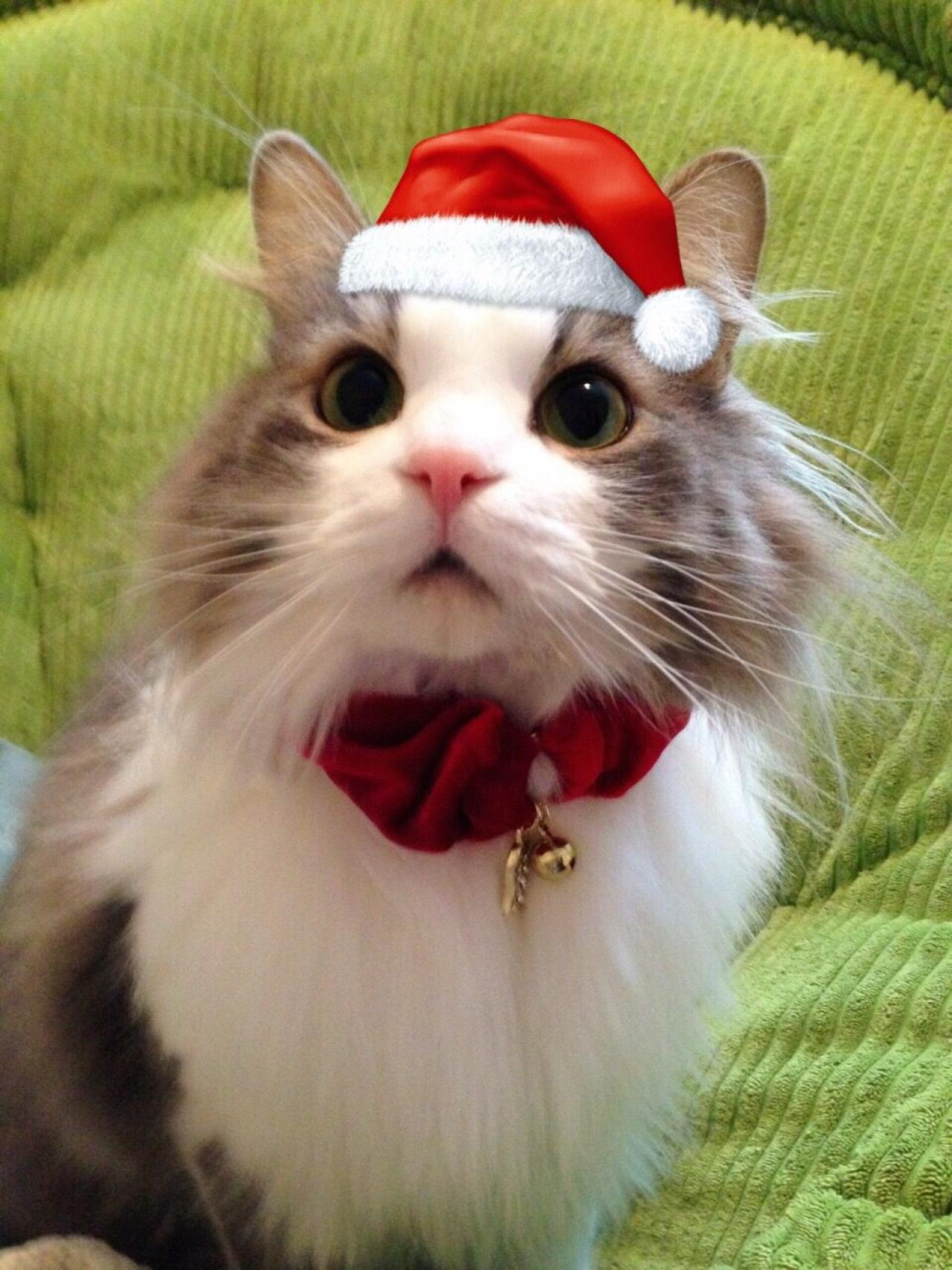 猫咪招财戴着圣诞猫呆萌头像