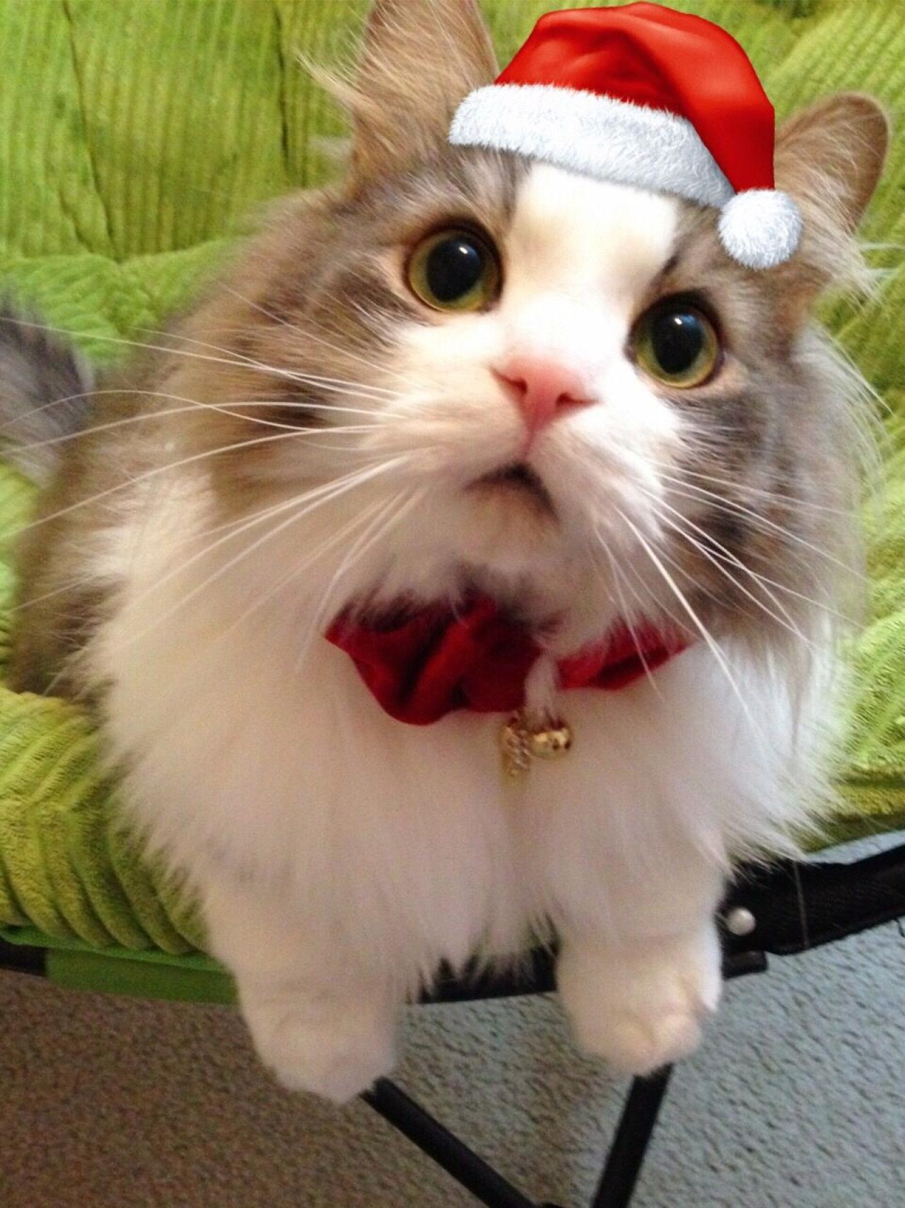 猫咪招财戴着圣诞帽歪脖头像（右耳朵缺一角，主人说这张是给强迫症的圣诞礼物）