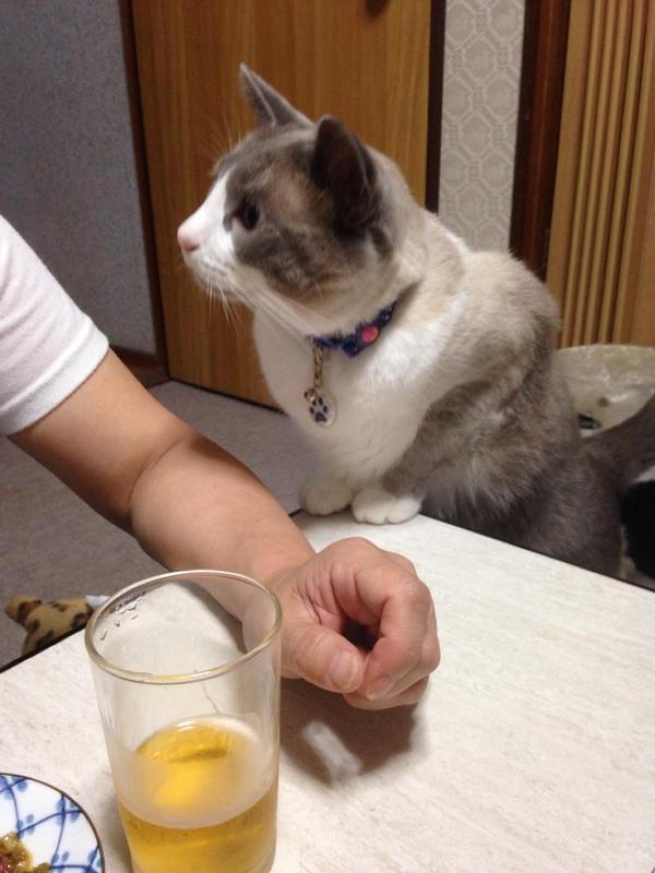 猫咪双爪撑在桌面：主人，你怎么全吃啦！