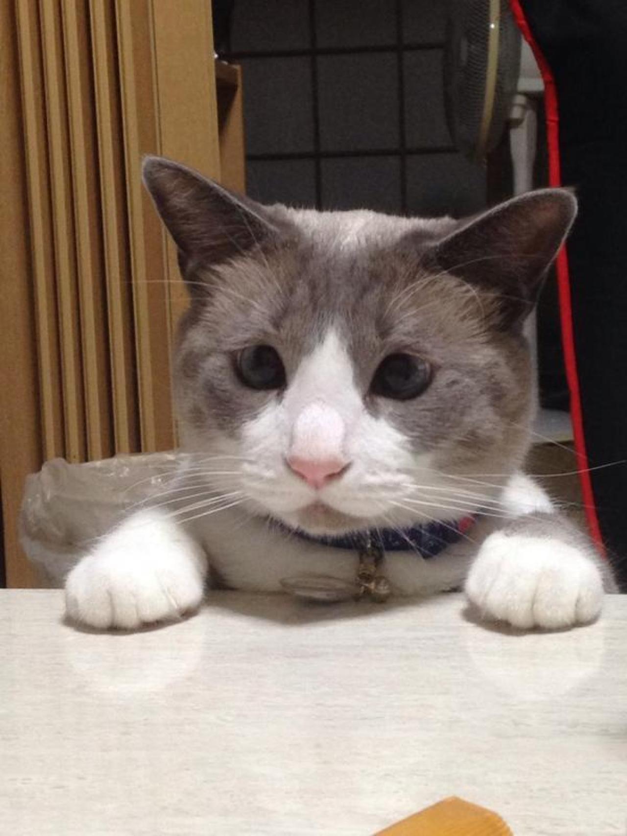 猫咪扒在桌子上，眼巴巴地瞅着大吃大喝的主人