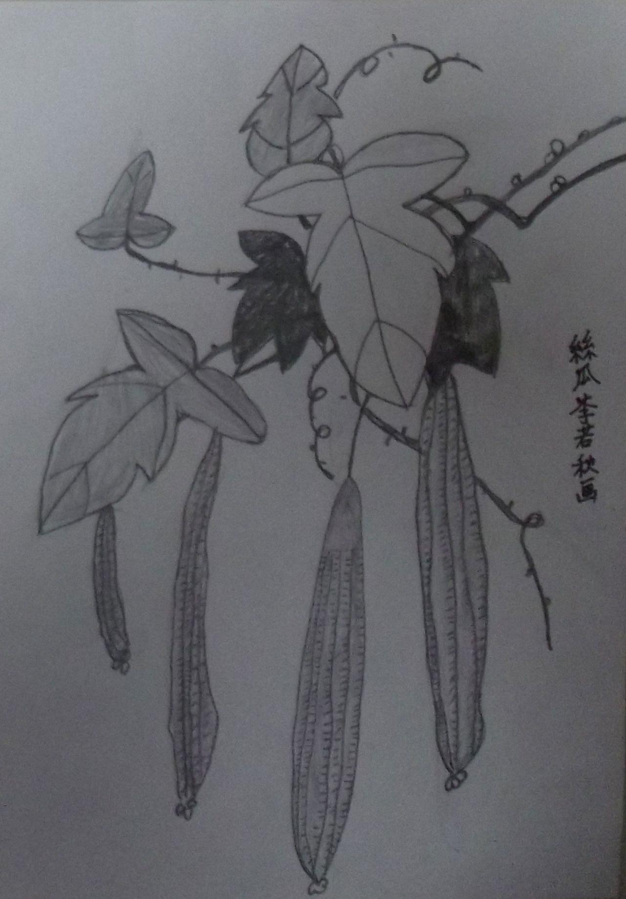 花卉素描 丝瓜 李若秋画