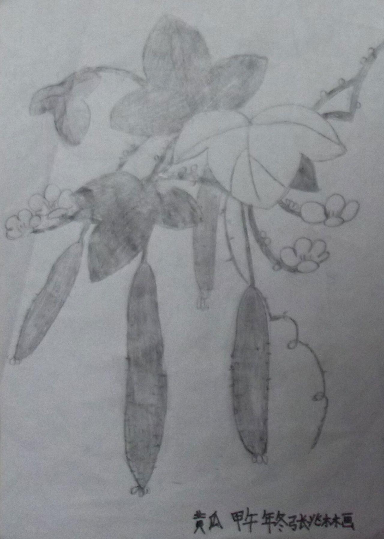 花卉素描 黄瓜 甲午年冬 张兆林画