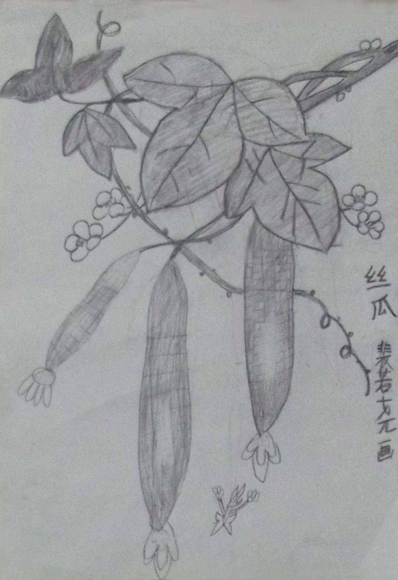 花卉素描 丝瓜 裴若尧画