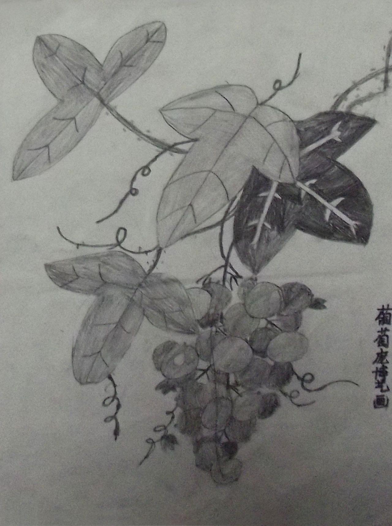 花卉素描 葡萄 庞博艺画