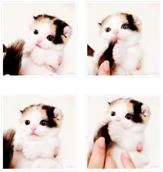 咬自己尾巴的茶杯猫动态头像 预览图