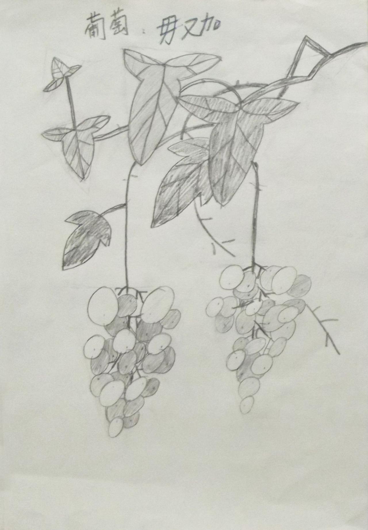 花卉素描 葡萄 毋又加画