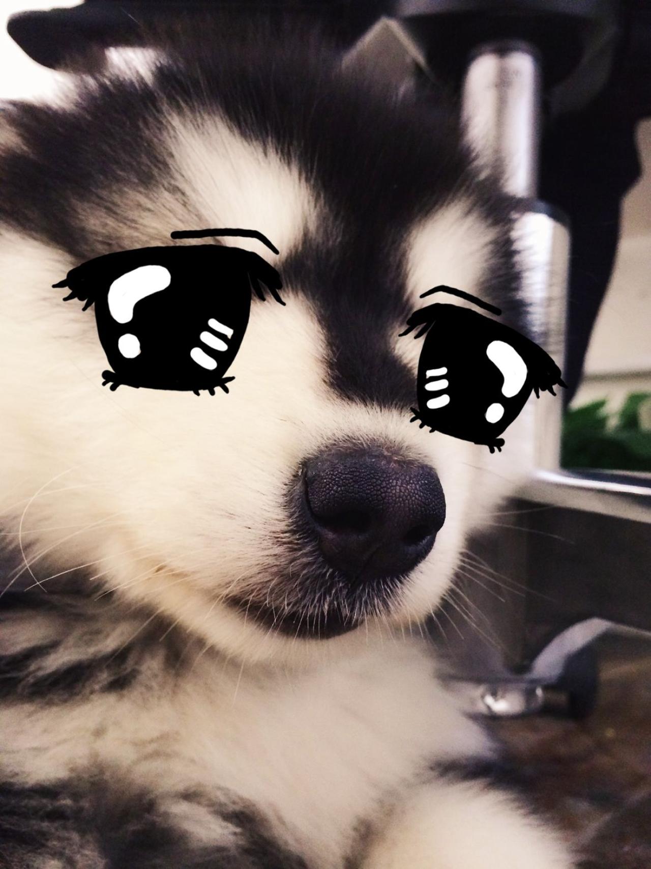 闪着泪花的马达加斯加卖萌头像