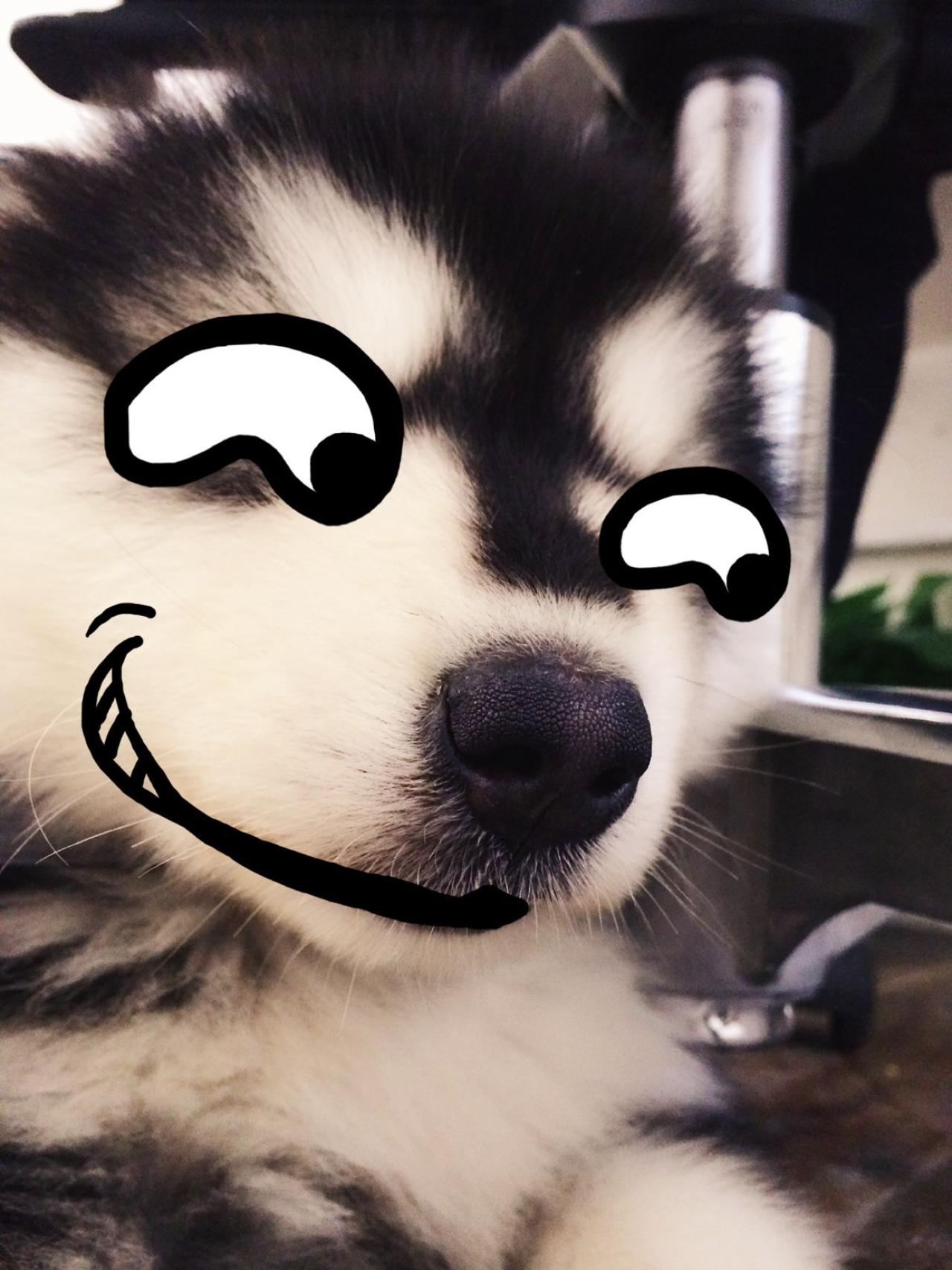 坏笑神情的马达加斯加头像