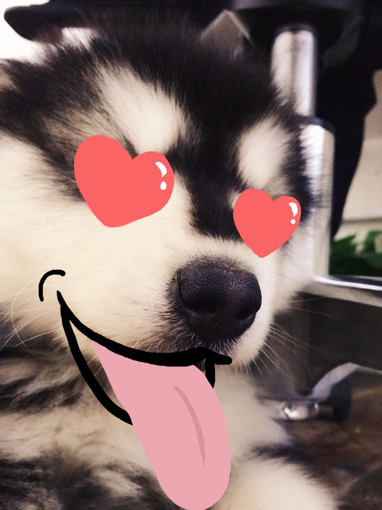 见到心上人的马达加斯加头像