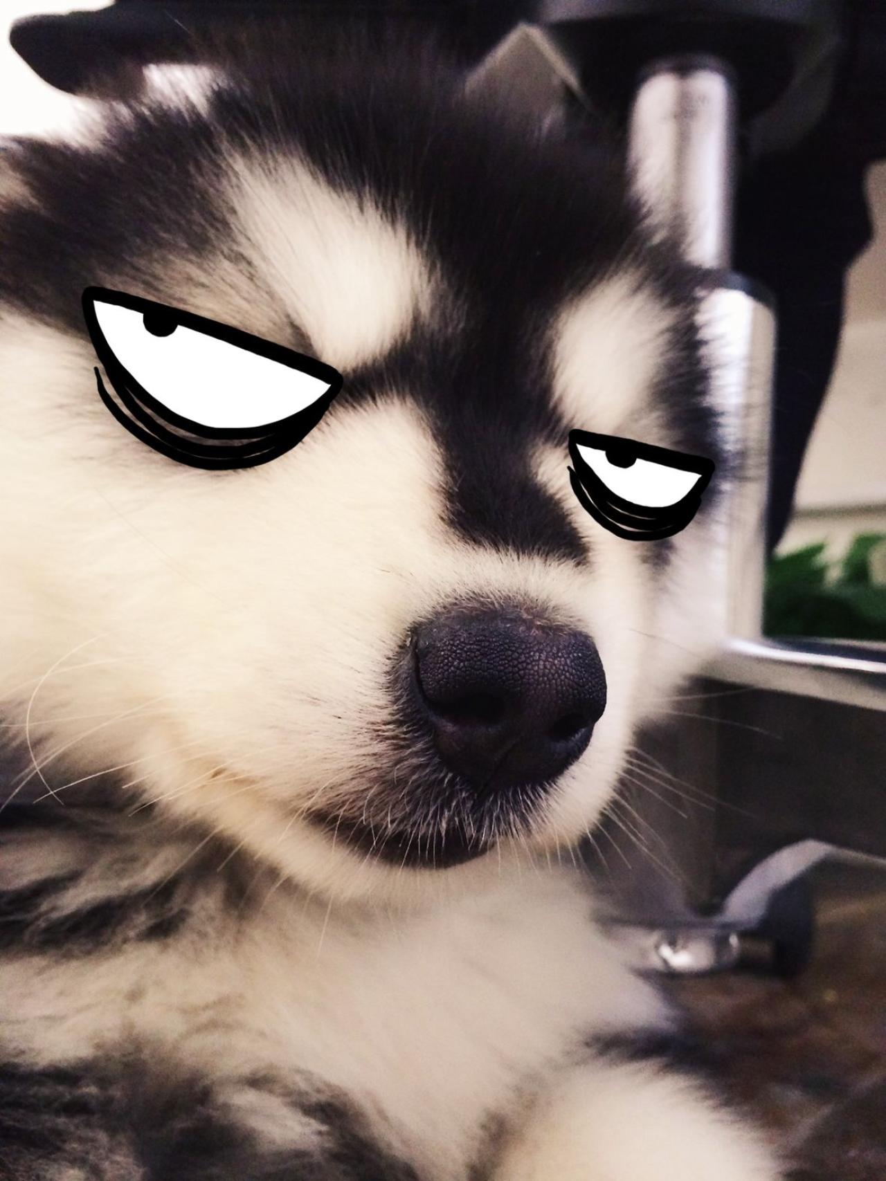 冷峻神情的马达加斯加头像