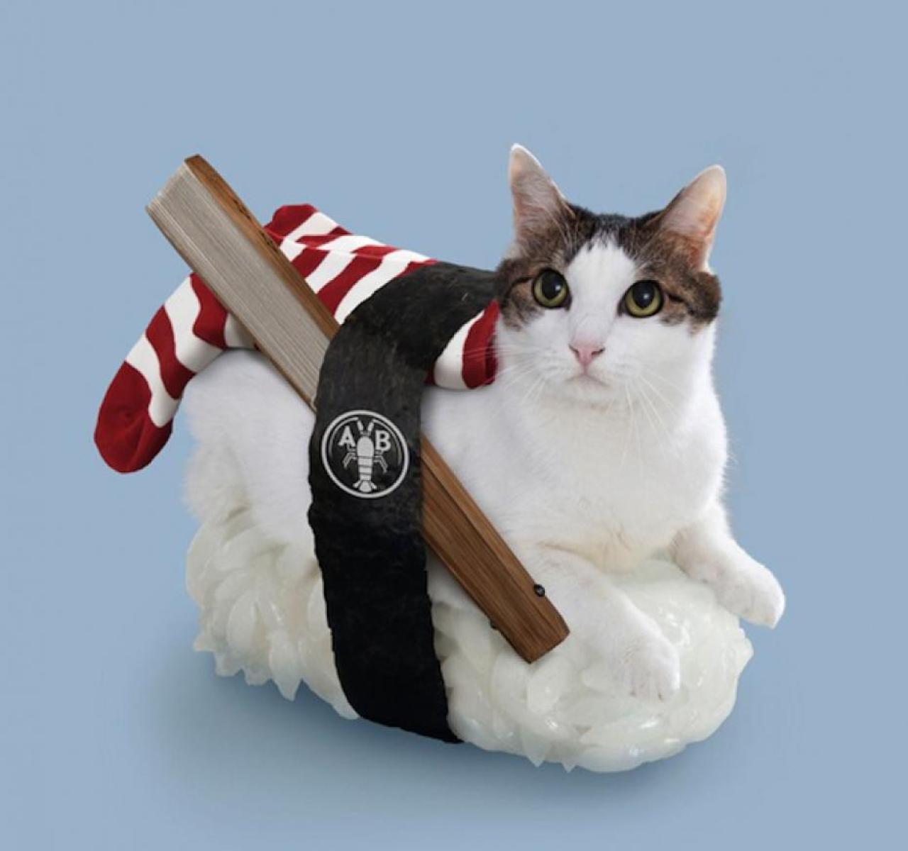骑在寿司上的夹着扇子，背着圣诞袜子的猫咪
