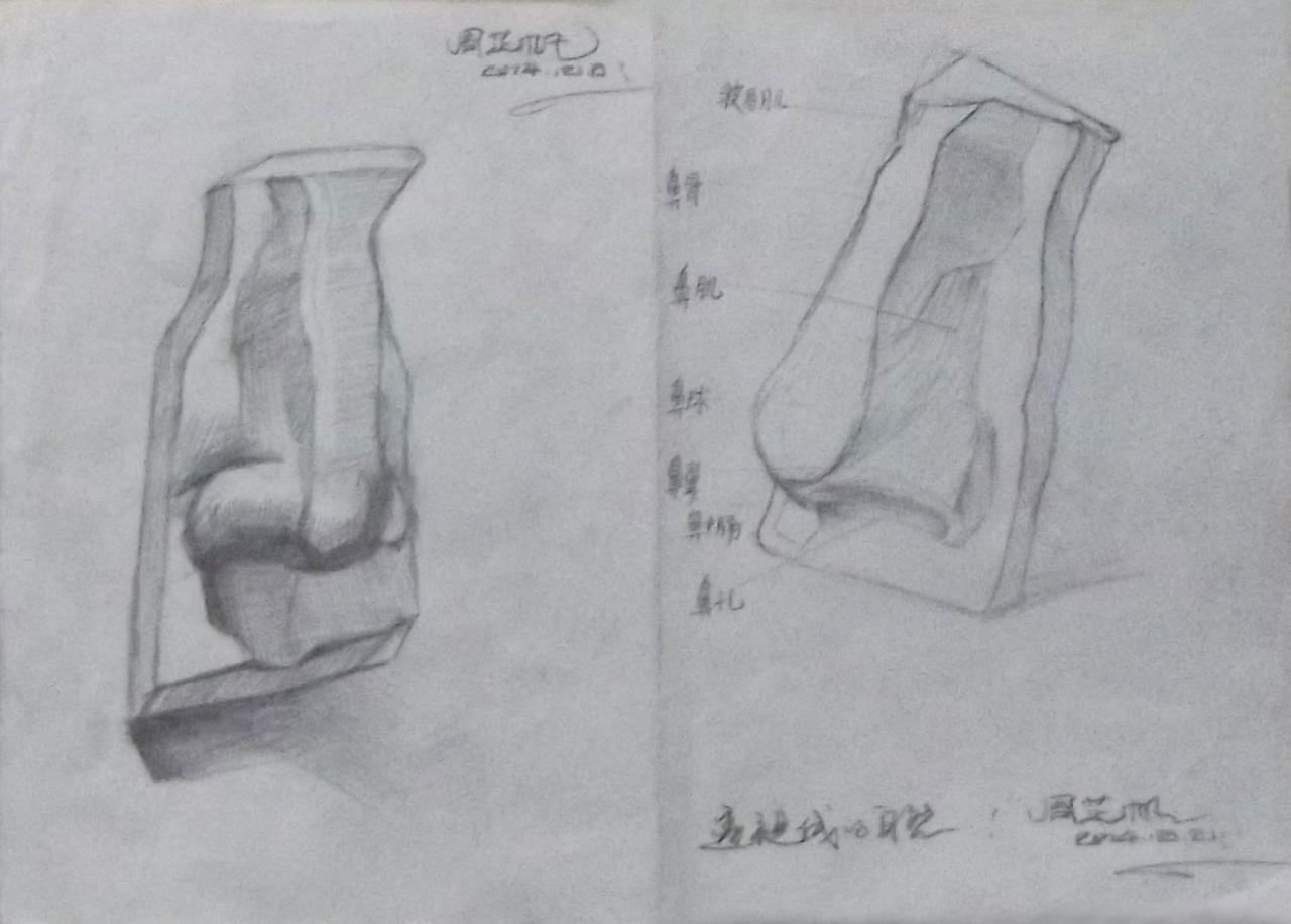 石膏鼻子 素描 周芷帆画