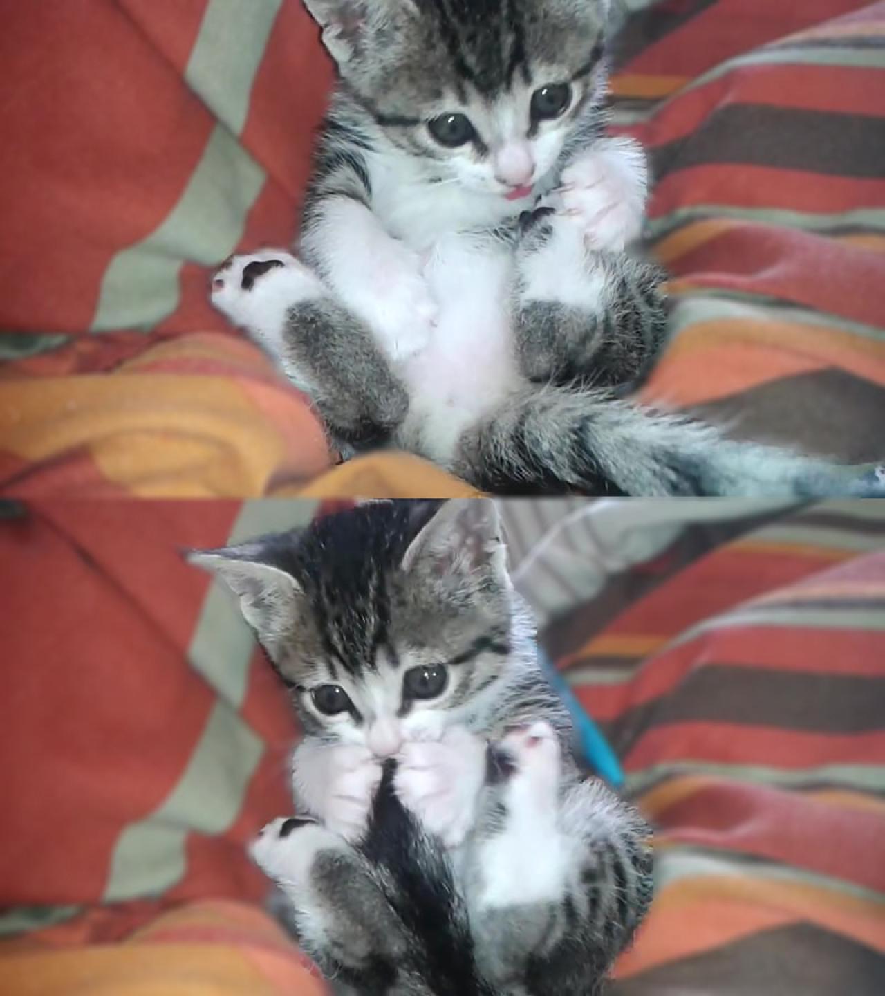 发现并抓咬自己的尾巴的幼猫