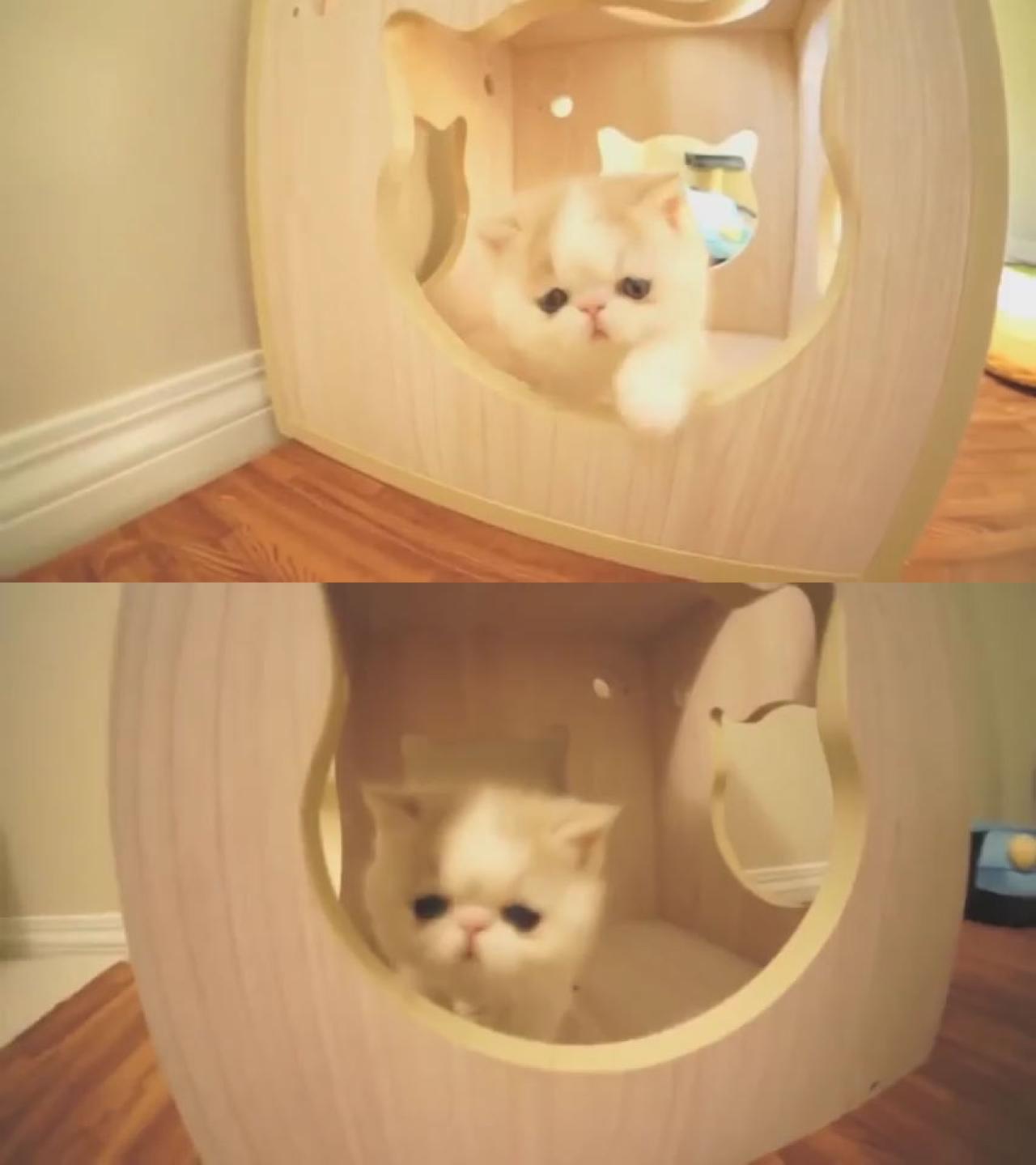 主人Charlie Rocks的幼猫正在小房子里，像小狗一样汪汪地叫着