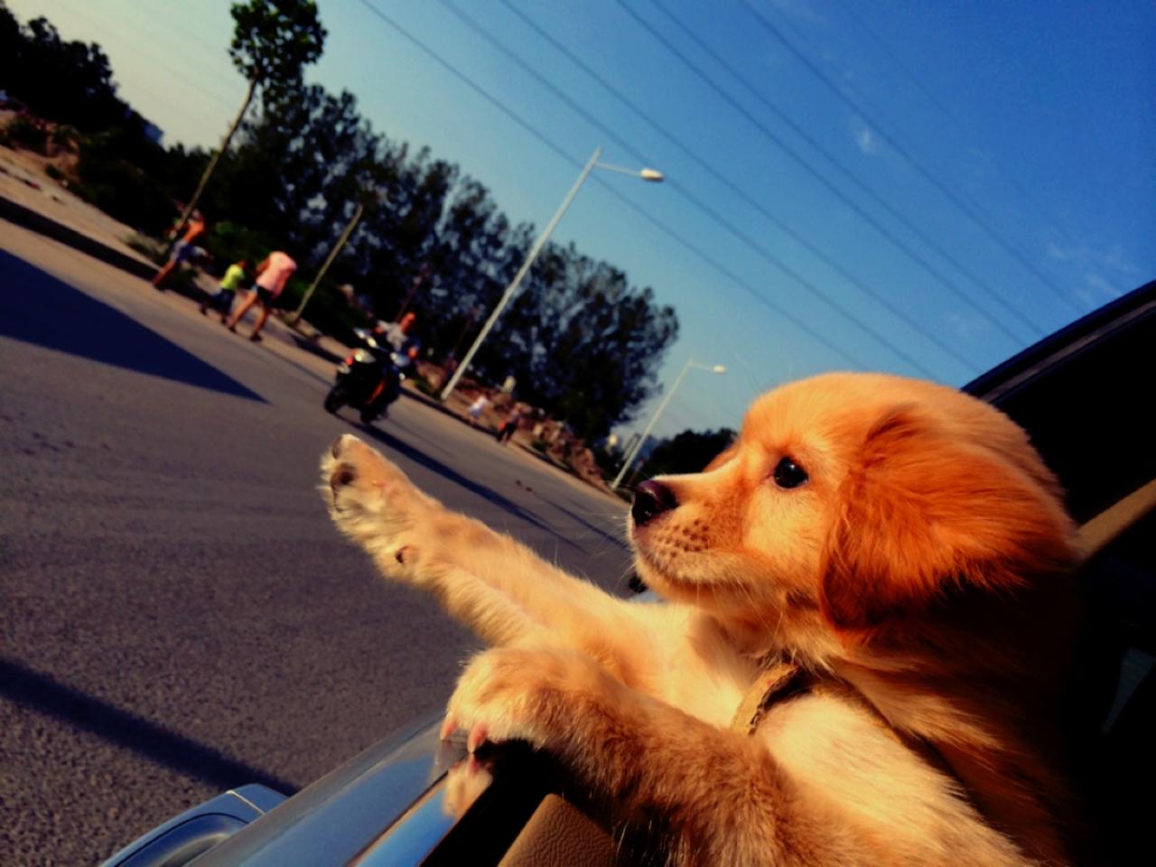 试图挣脱带子，金毛狗将右爪伸出窗外