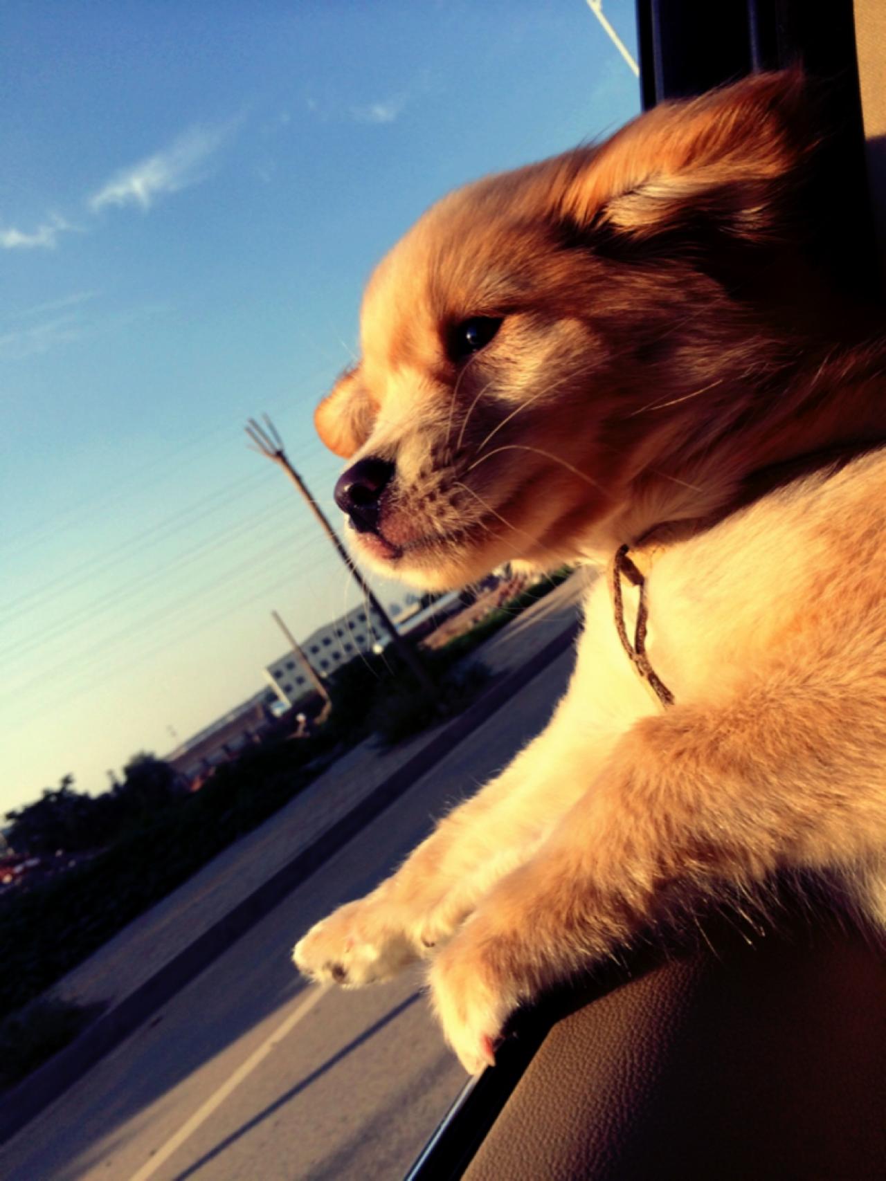 金毛狗伸爪凝望的侧脸