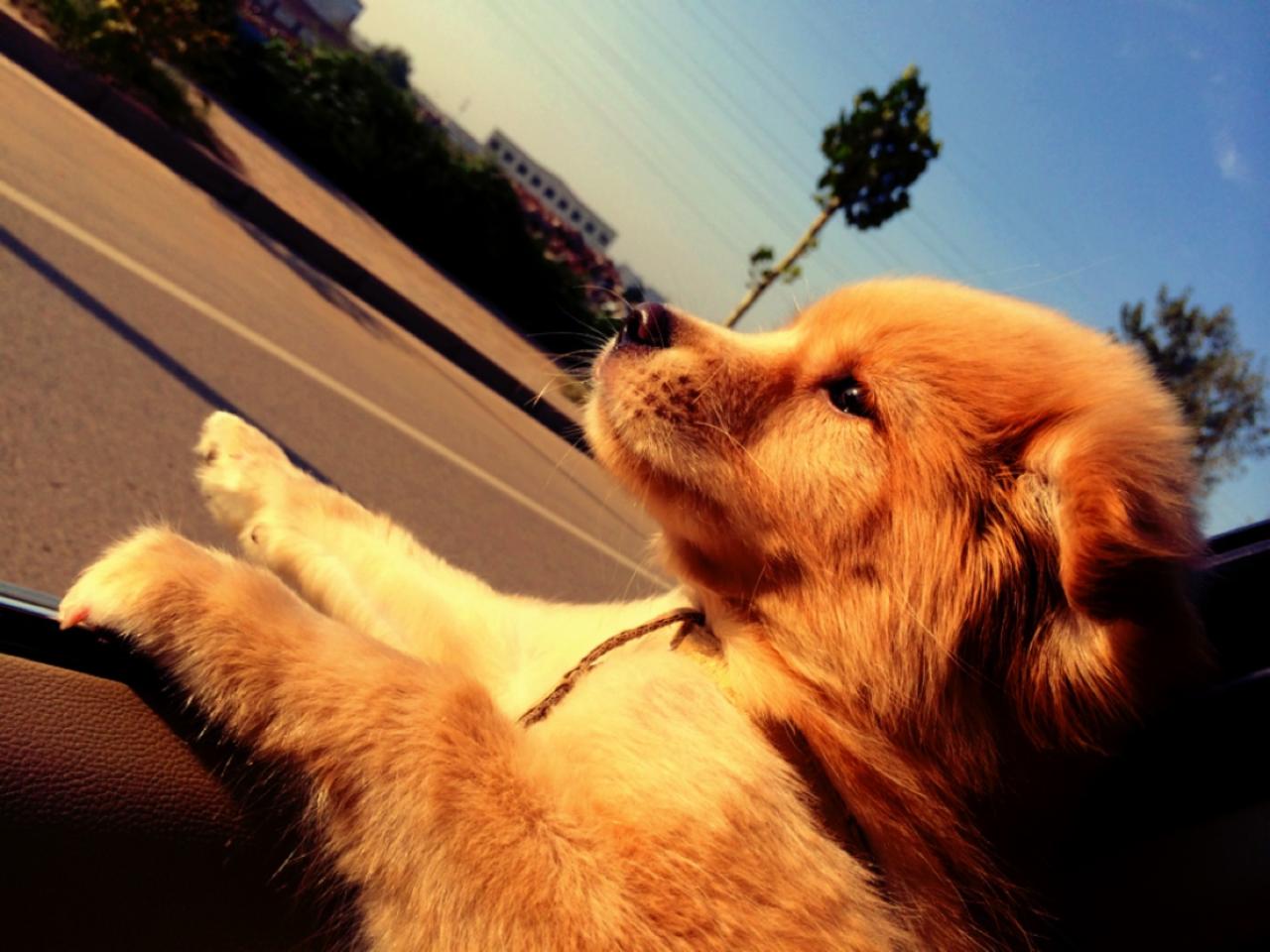 金毛狗扒在车窗，伸出右爪