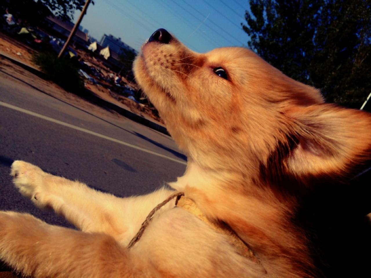 金毛狗用力探出脖子，试图挣脱带子