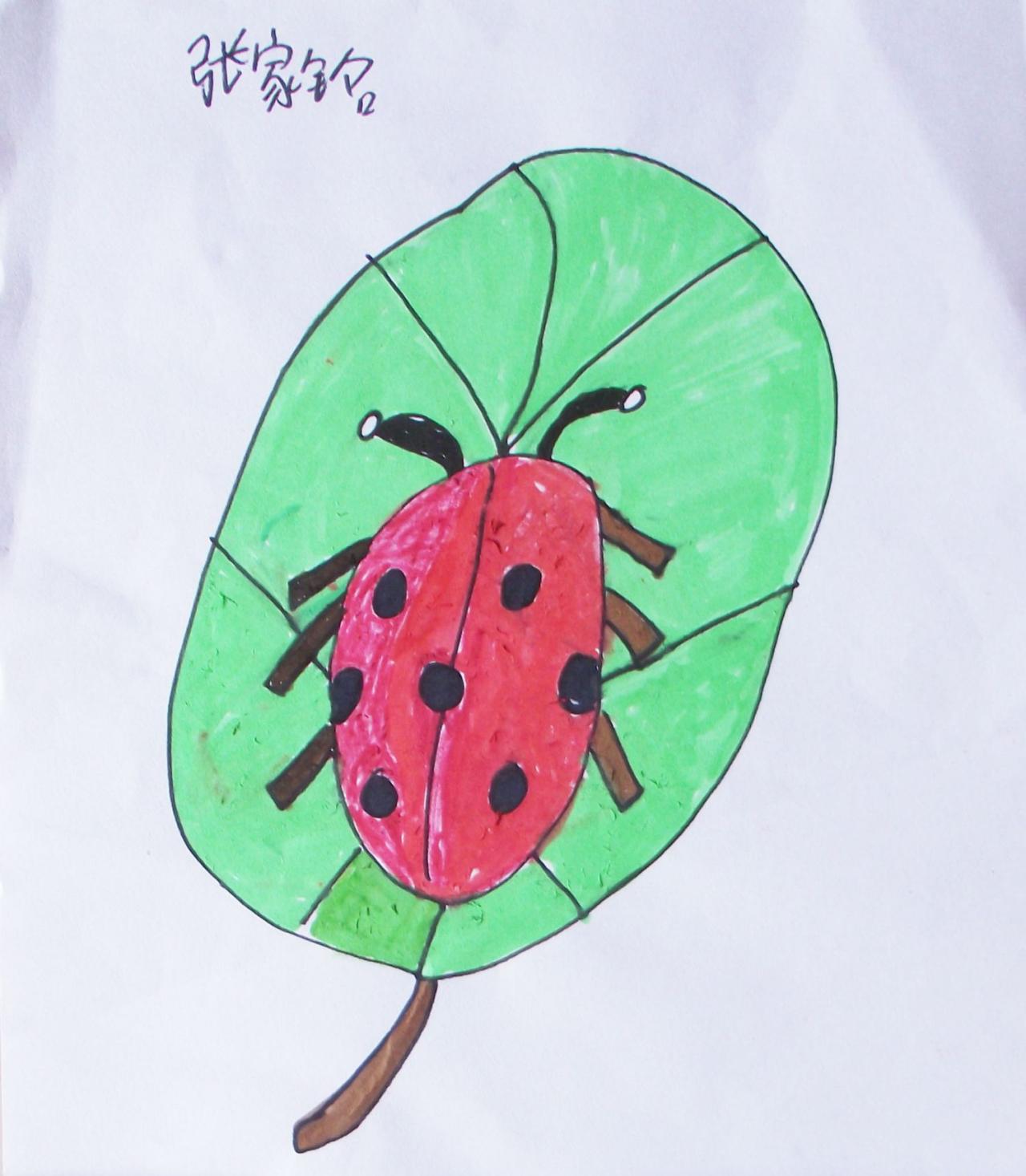 七星瓢虫 张家铭画