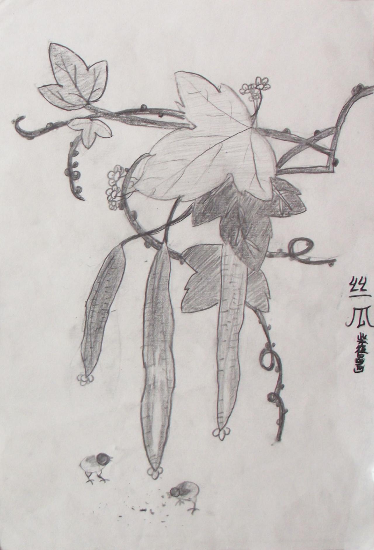 丝瓜 花卉素描 柴筱晶画