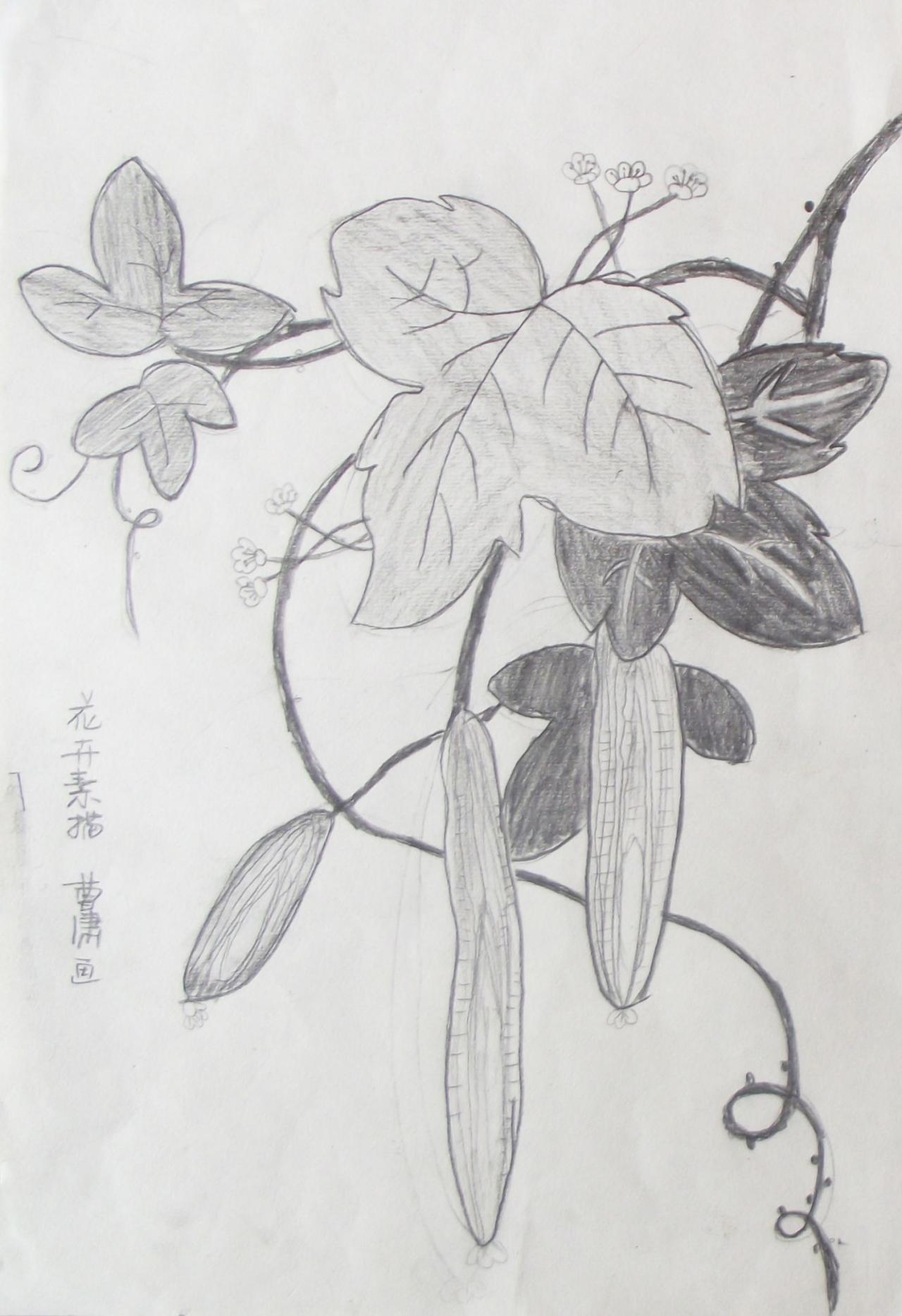 丝瓜 花卉素描 曹潇画
