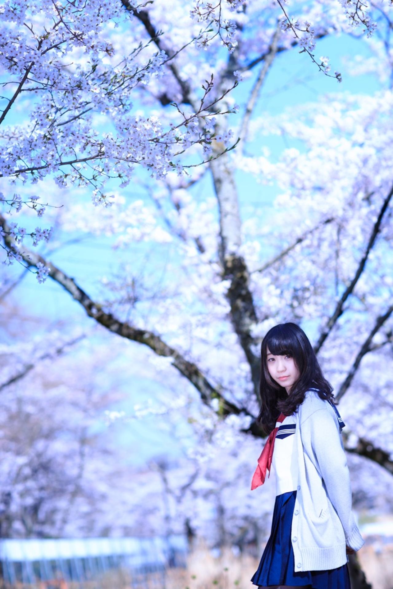 伊織站在樱花树旁 3/4侧面