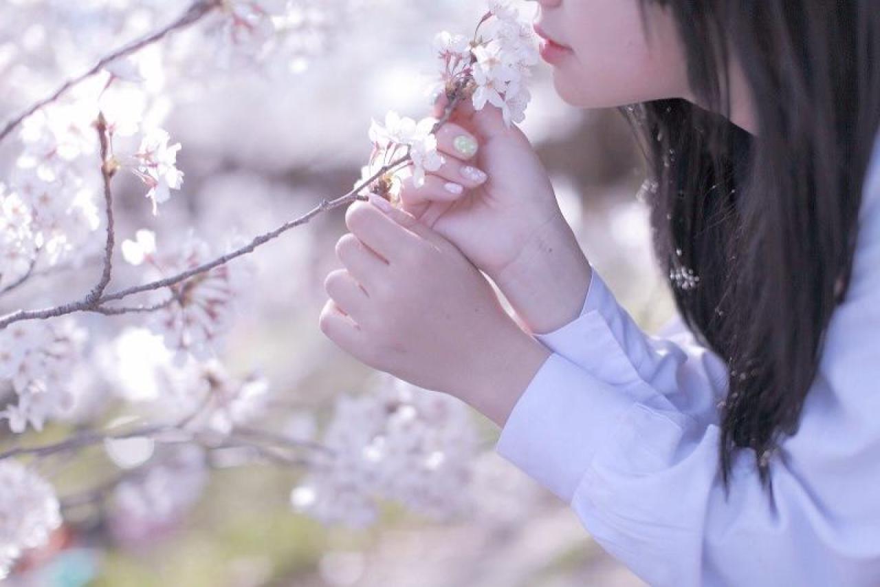 白玉ろぷ双手扶着樱花花枝，轻吻花瓣，特写