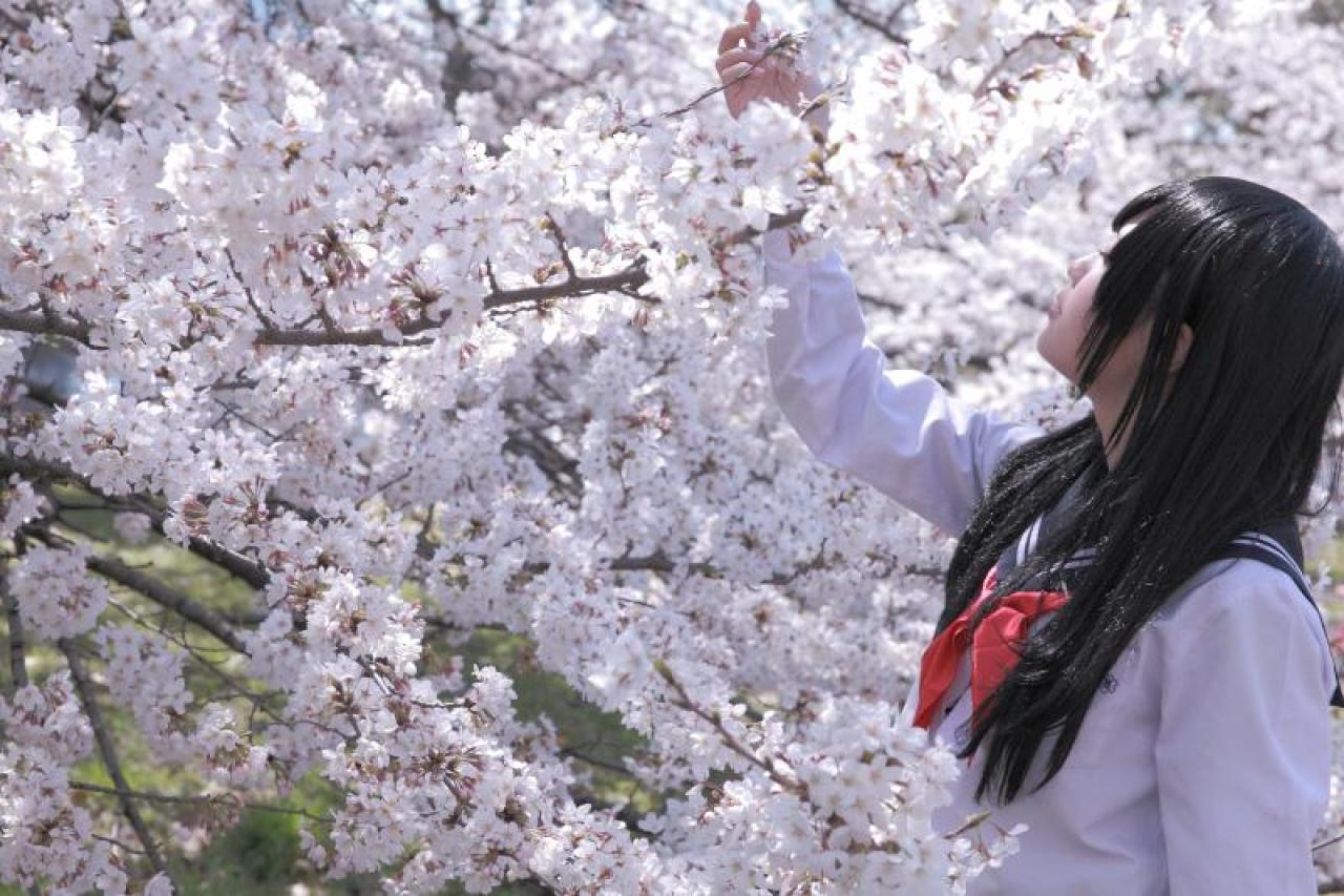 白玉ろぷ侧身站在树旁，伸出右手轻扶樱花花苞