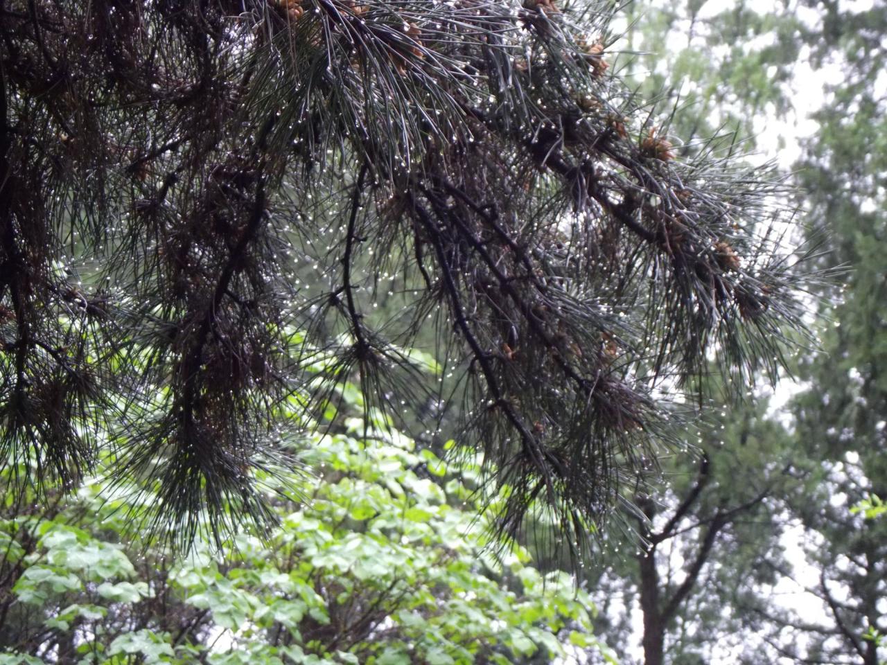 松树上悬挂着雨滴的松针素材