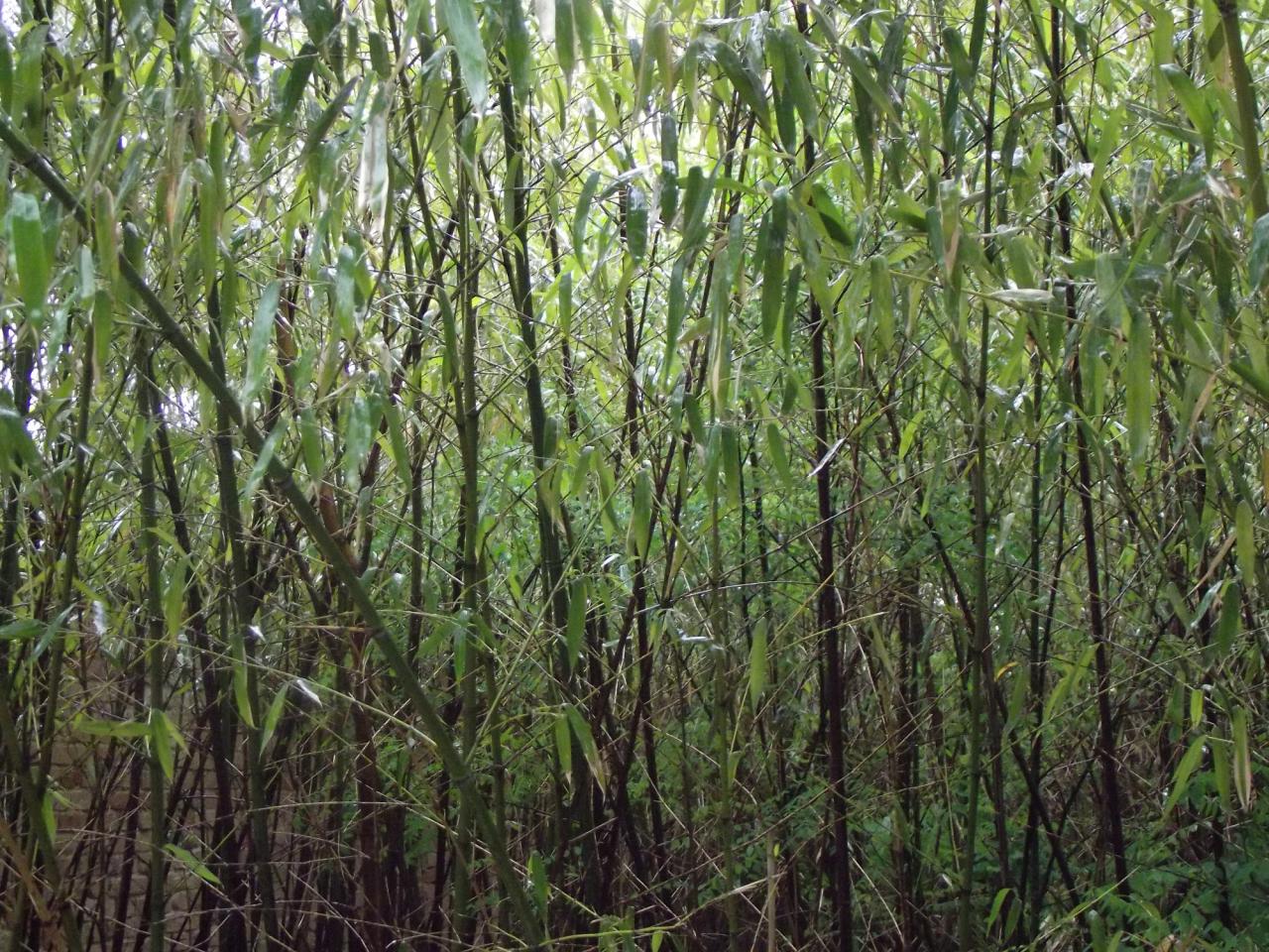 雨天的小竹林素材