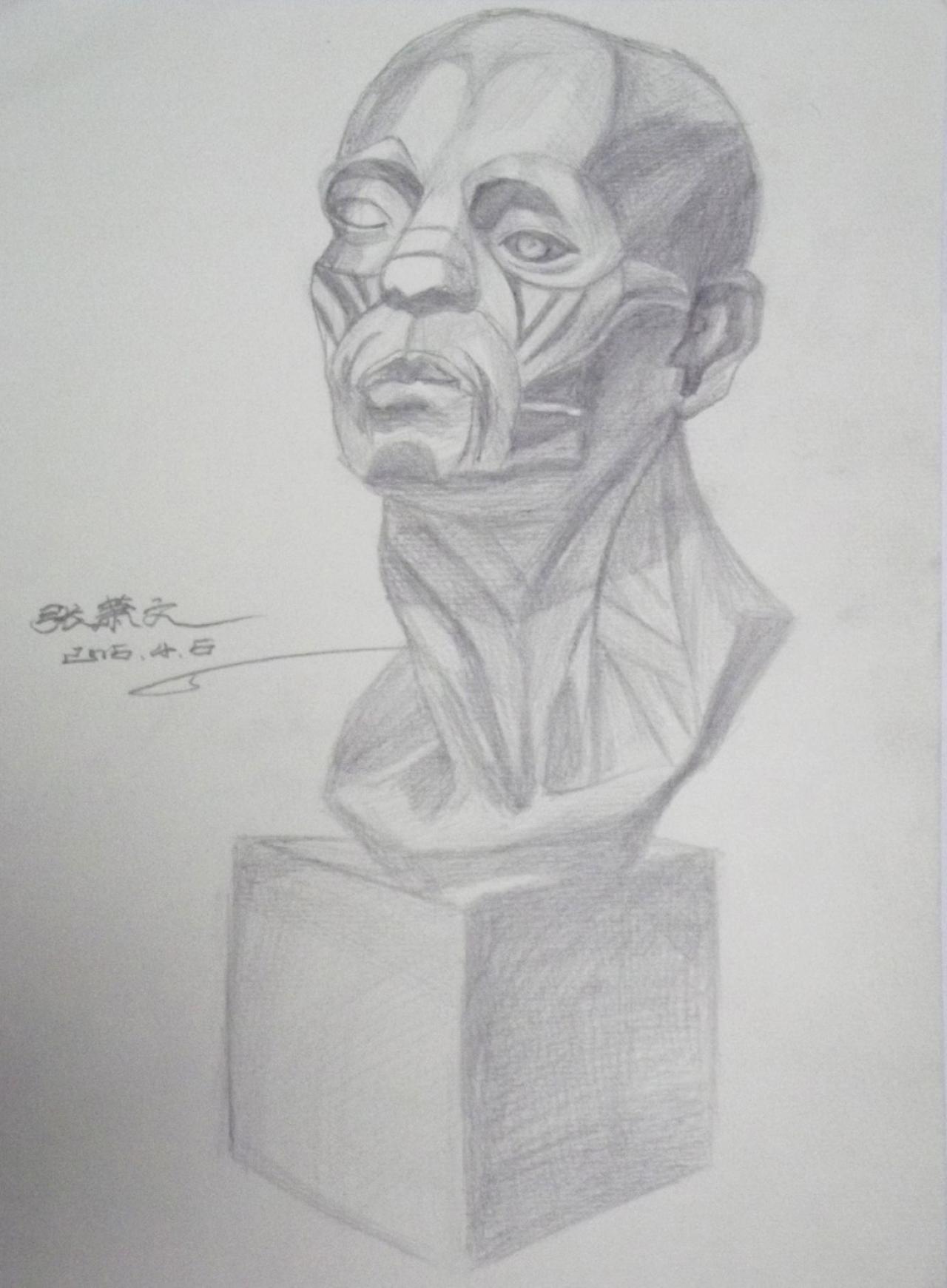 肌肉解剖 石膏头像 张萧文画