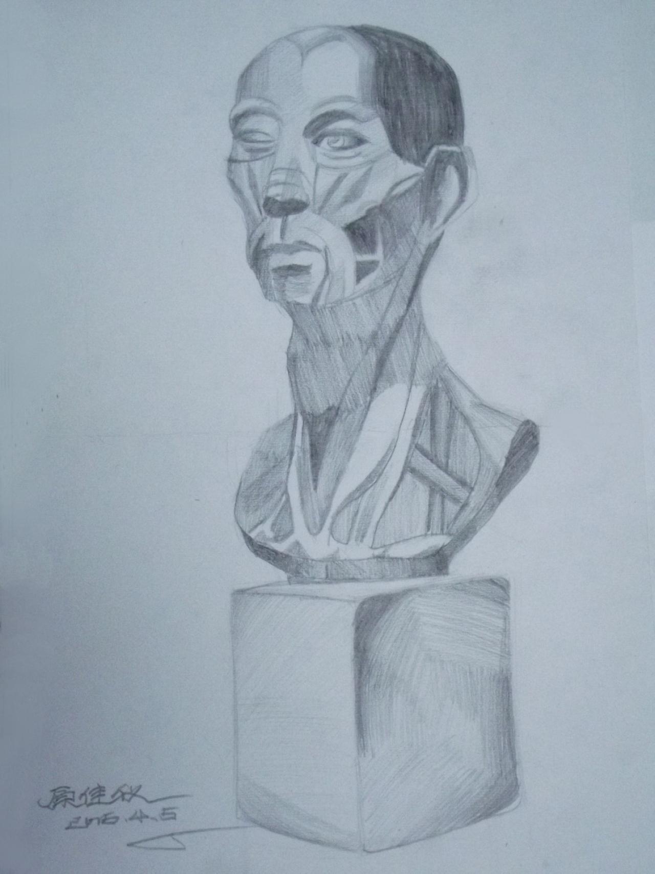 肌肉解剖 石膏头像 原佳仪画