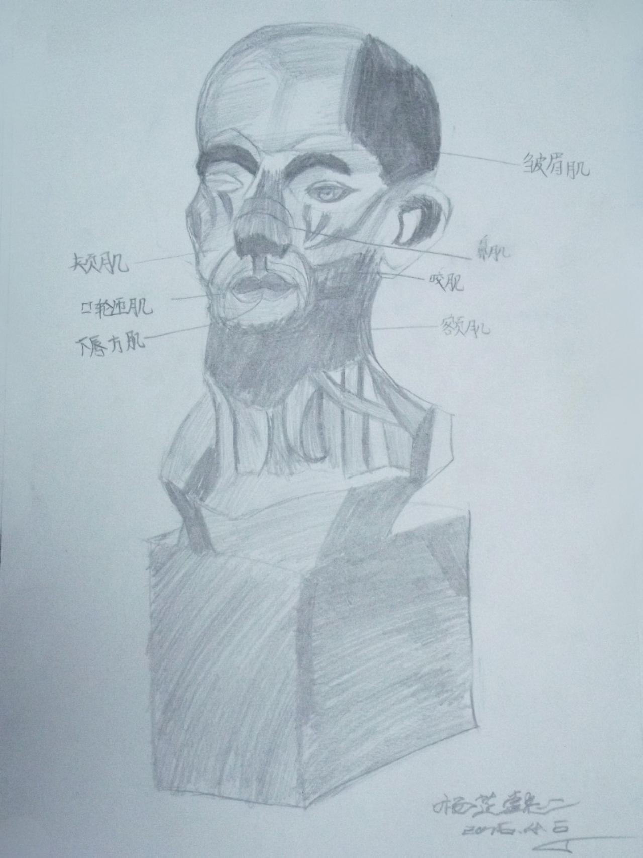 肌肉解剖 石膏头像 杨芷懿画