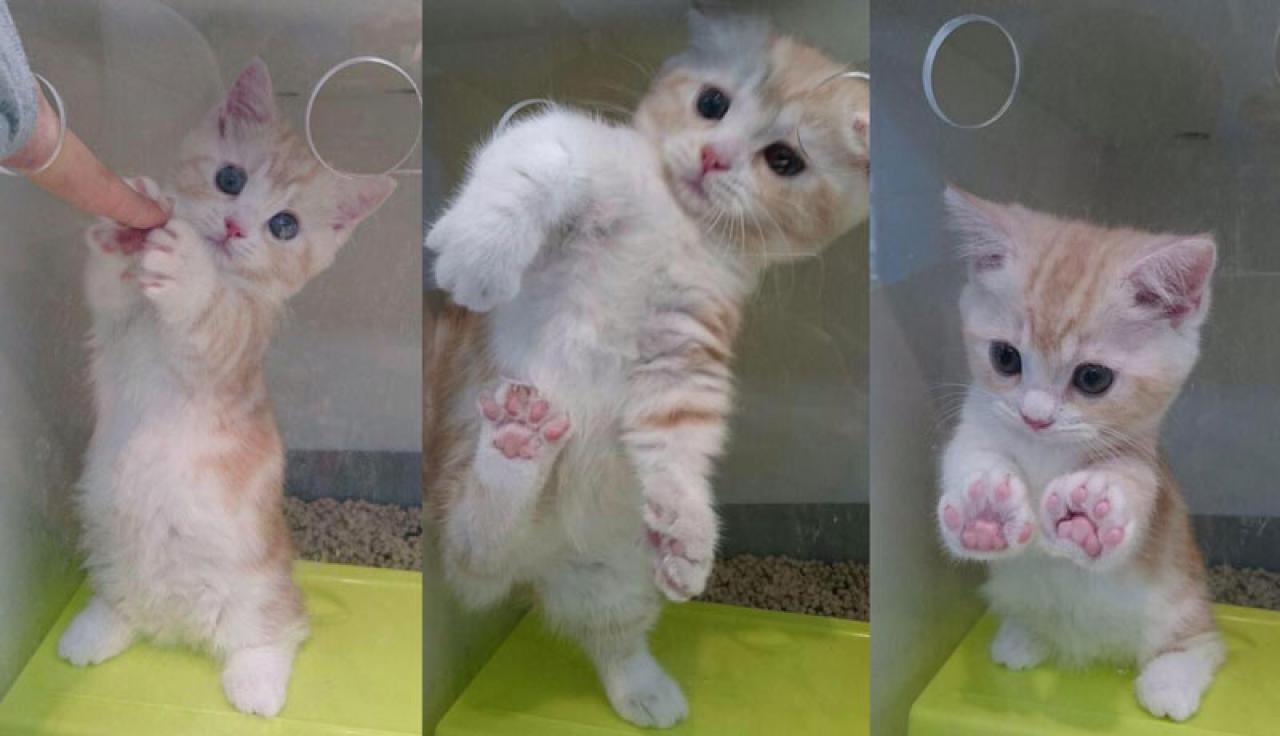 捧手指挽留人的幼年猫咪三连拍 预览图