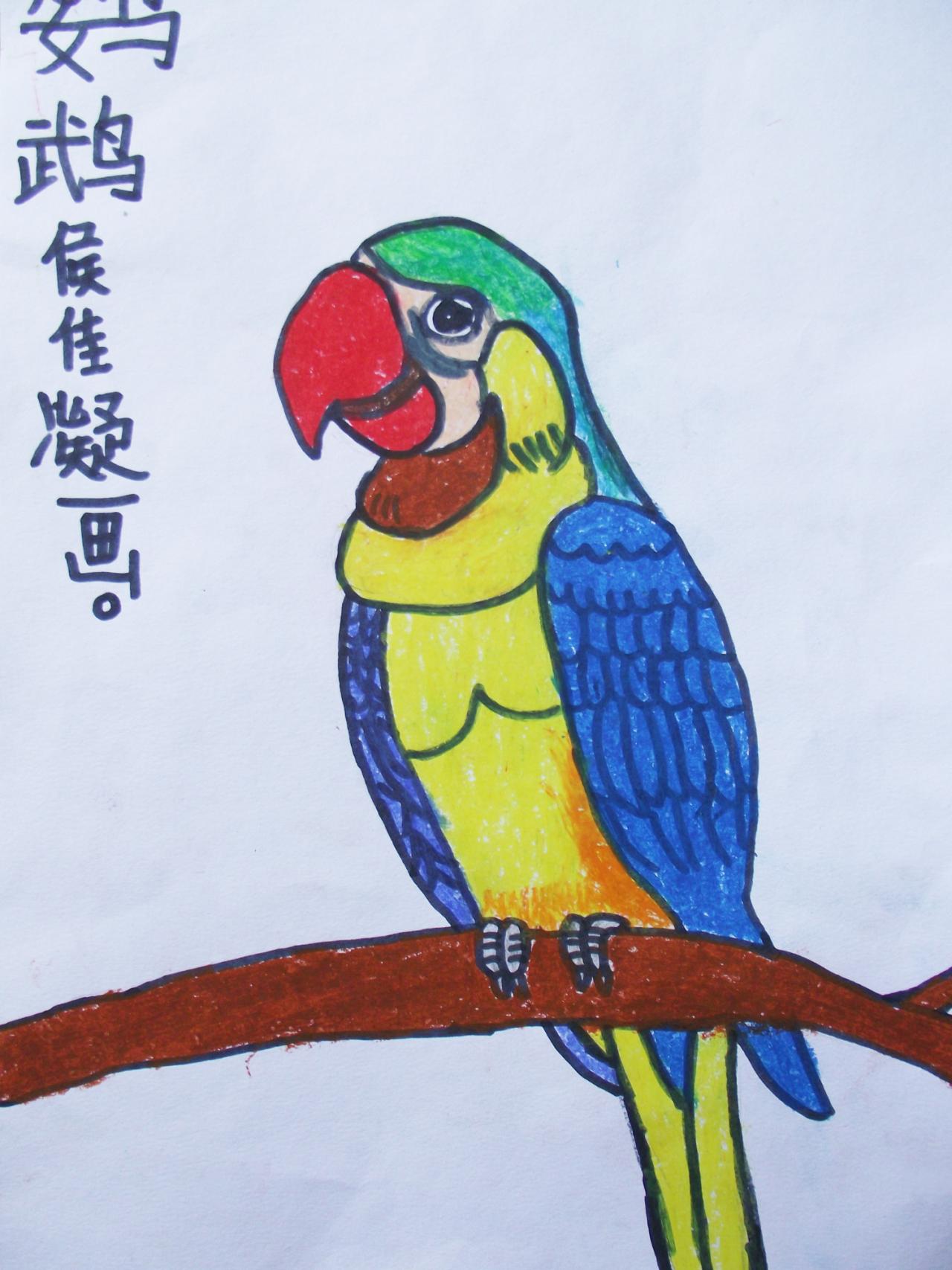 鹦鹉 蜡笔画 候佳凝画